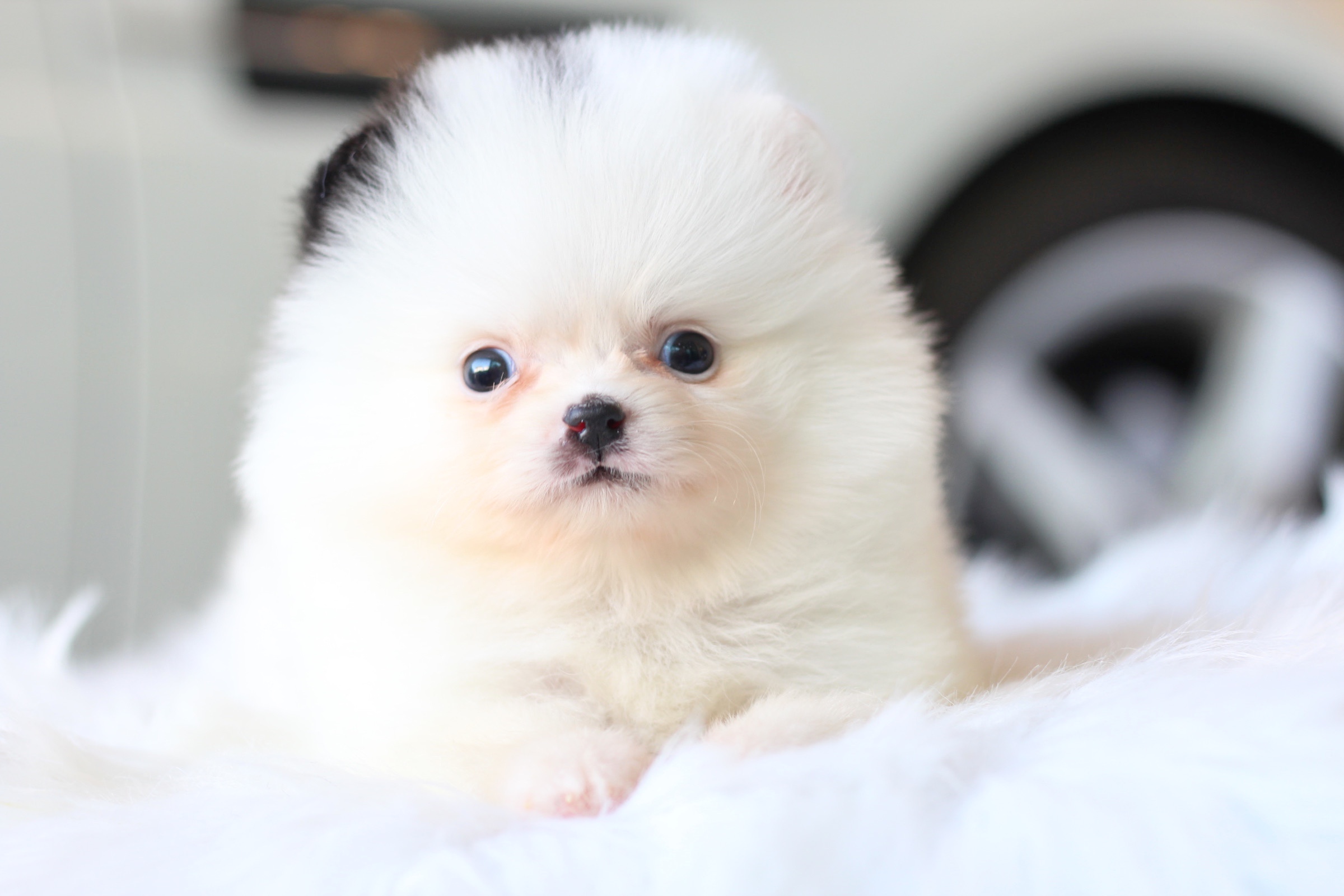 ปอมเมอเรเนียน เพศเมีย สีแฟนซี