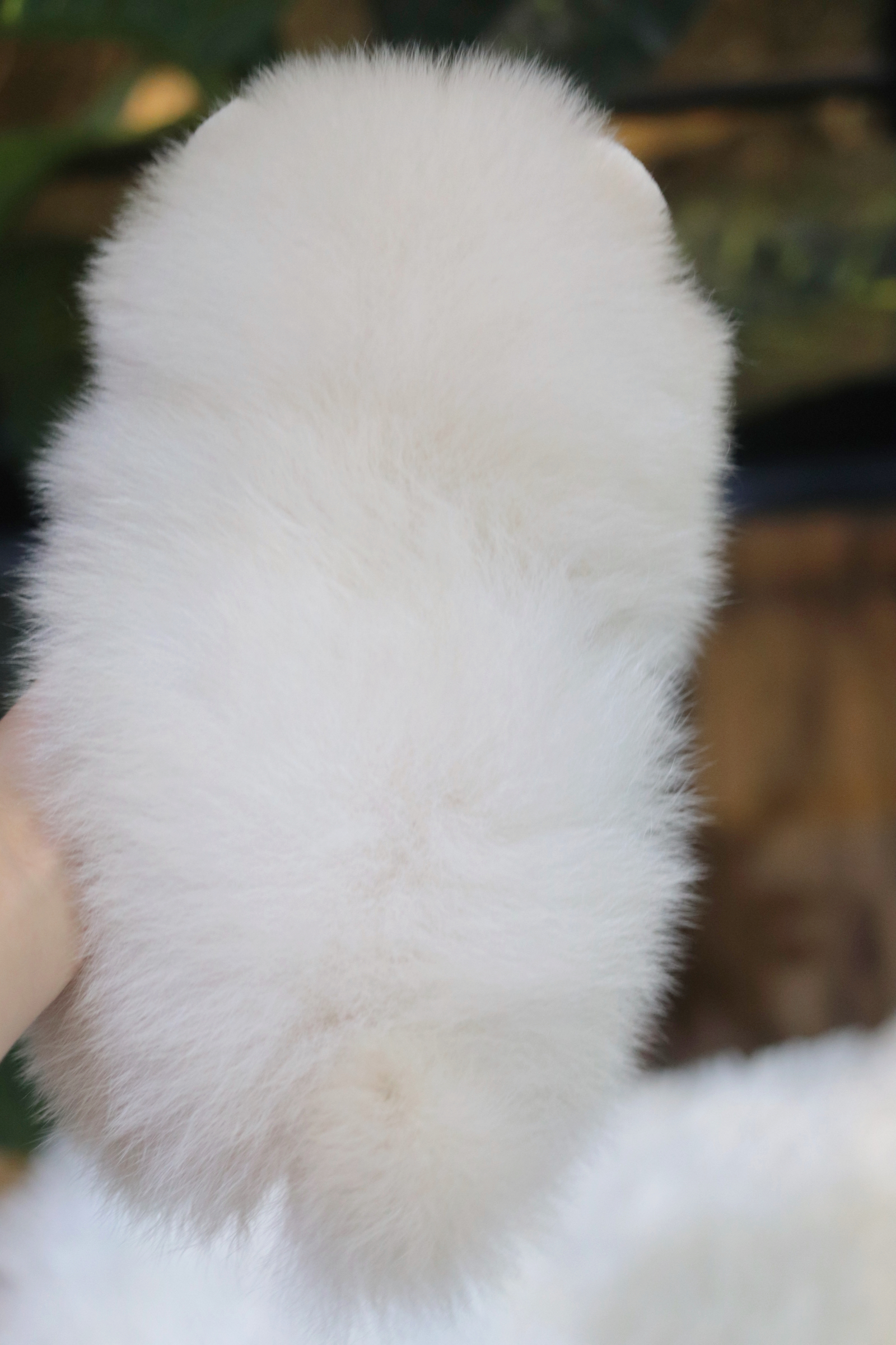 ปอมเมอเรเนียน เพศเมียสีขาวครีมขนแน่นๆ