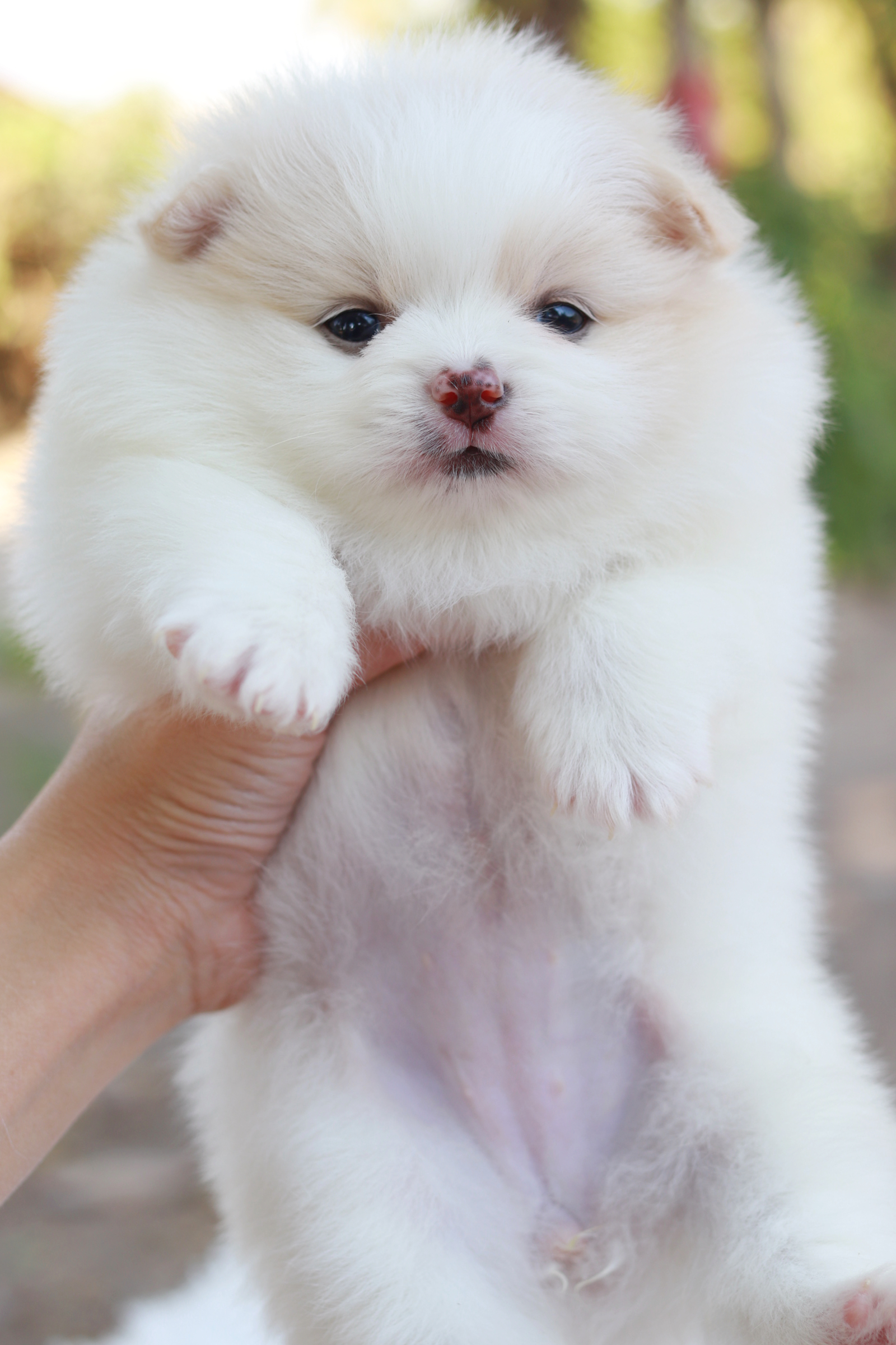 ปอมเมอเรเนียน เพศเมีย