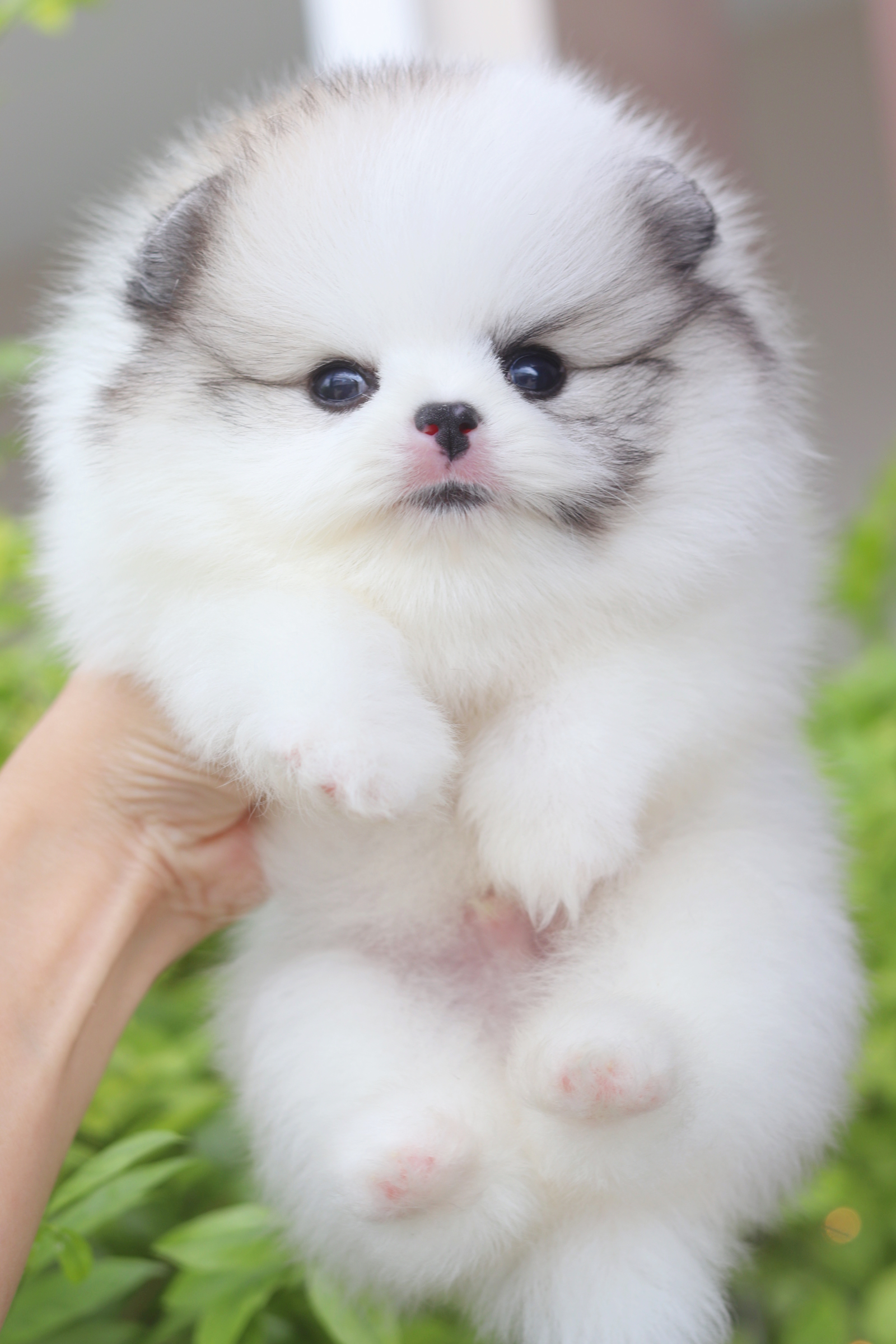 ปอมเมอเรเนียน เพศผู้สีแฟนซีเกรดโชว์