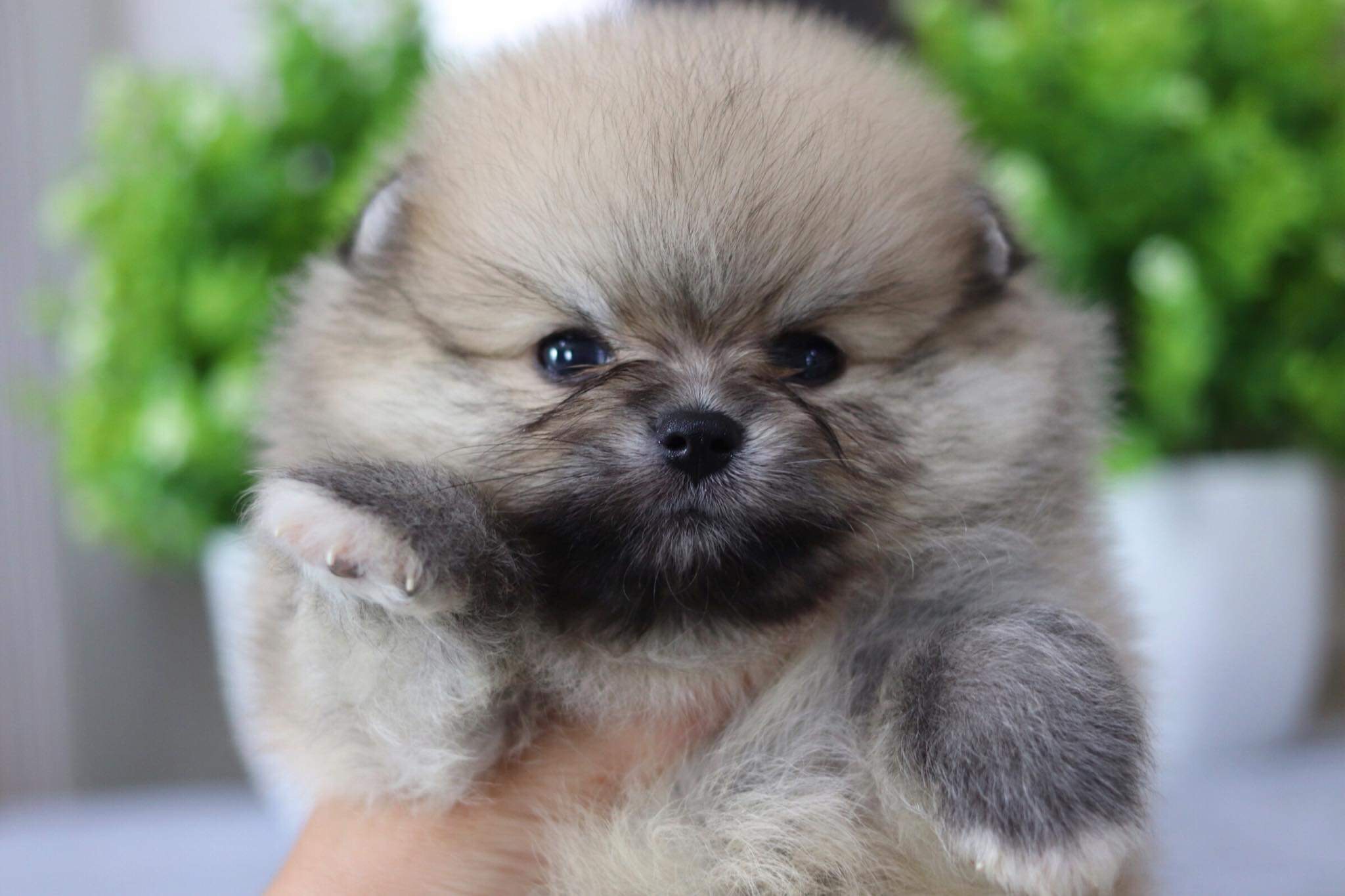 ปอมเมอเรเนียน เพศผู้