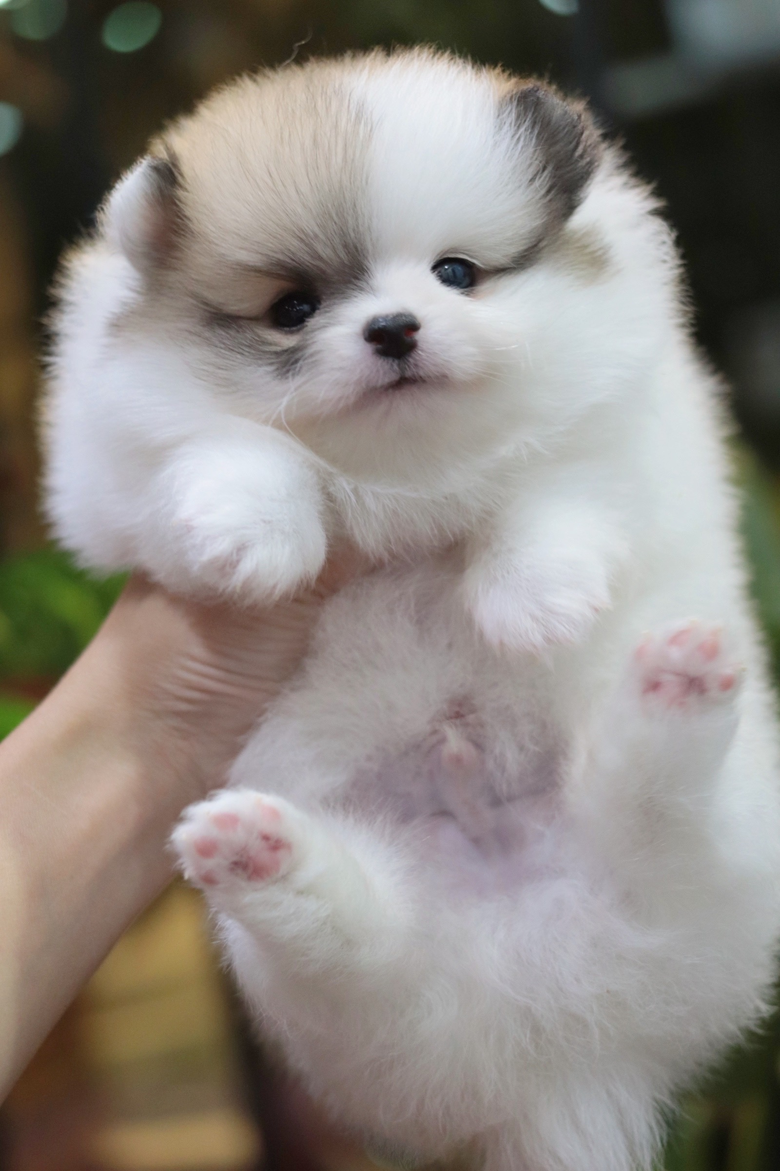 ปอมเมอเรเนียน เพศผู้ สีแฟนซี