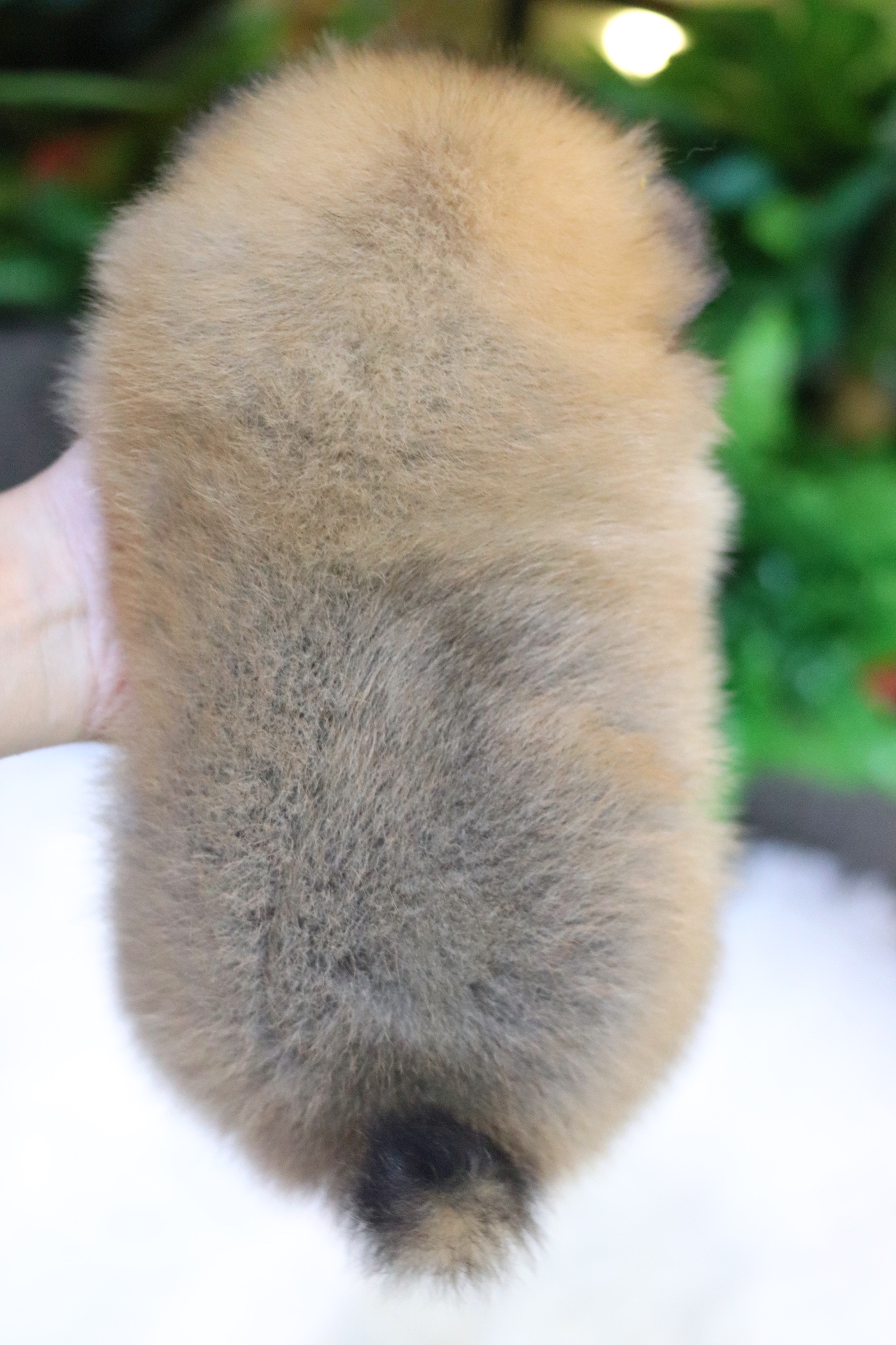 ปอมเมอเรเนียน เพศเมีย สีส้ม