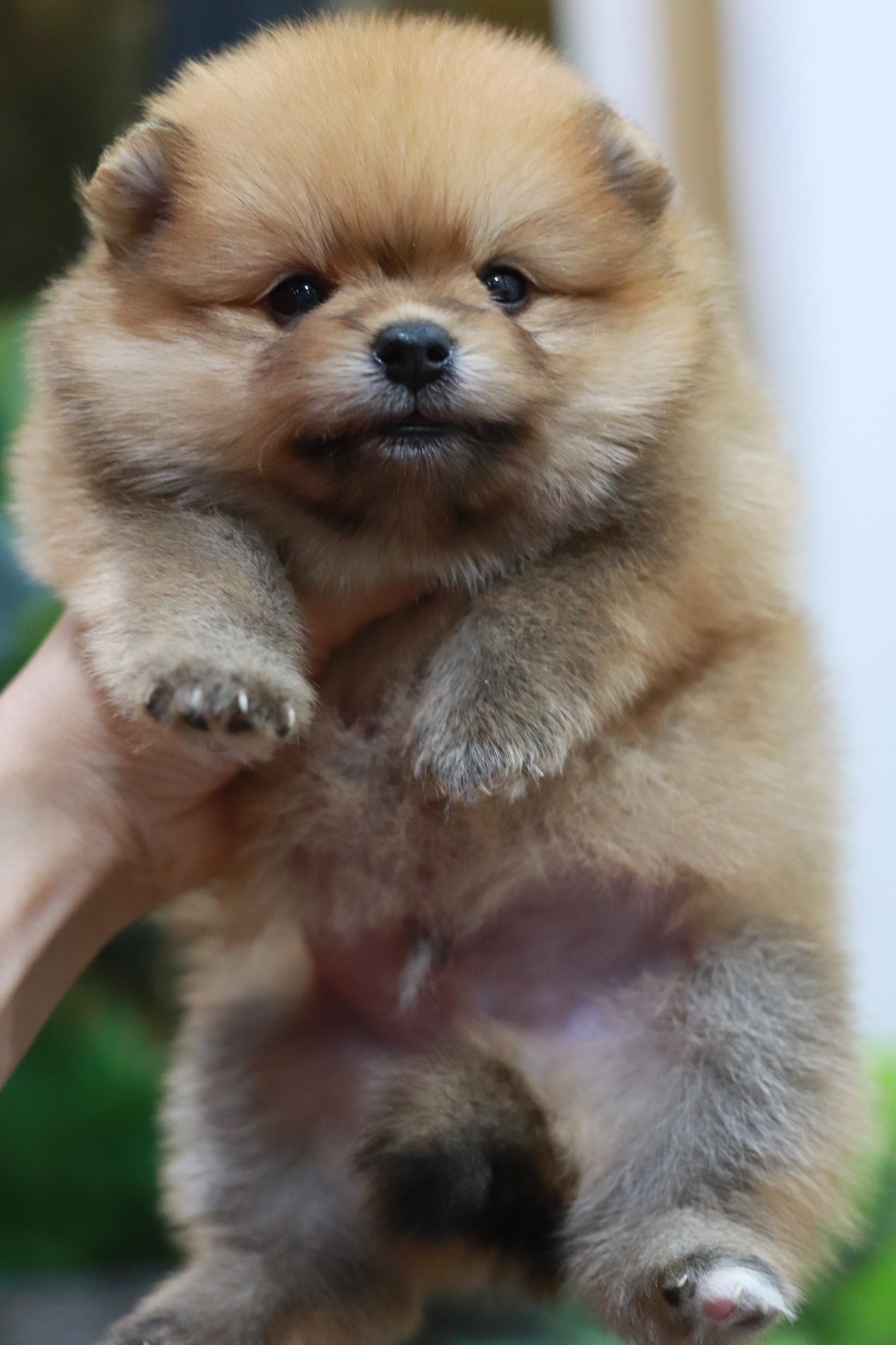 ปอมเมอเรเนียน เพศผู้