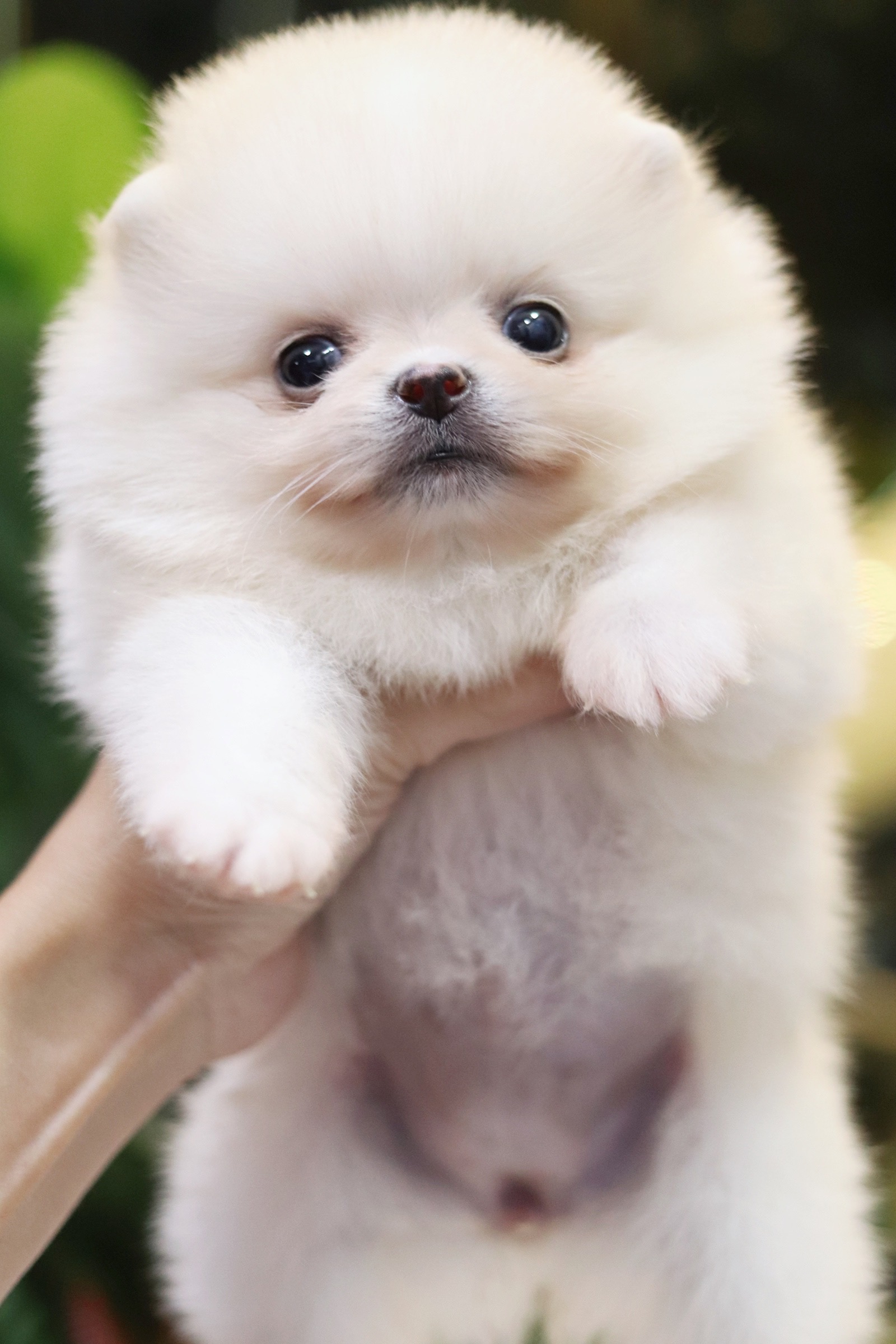 ปอมเมอเรเนียน เพศเมีย ขาวครีม ทีคัพ