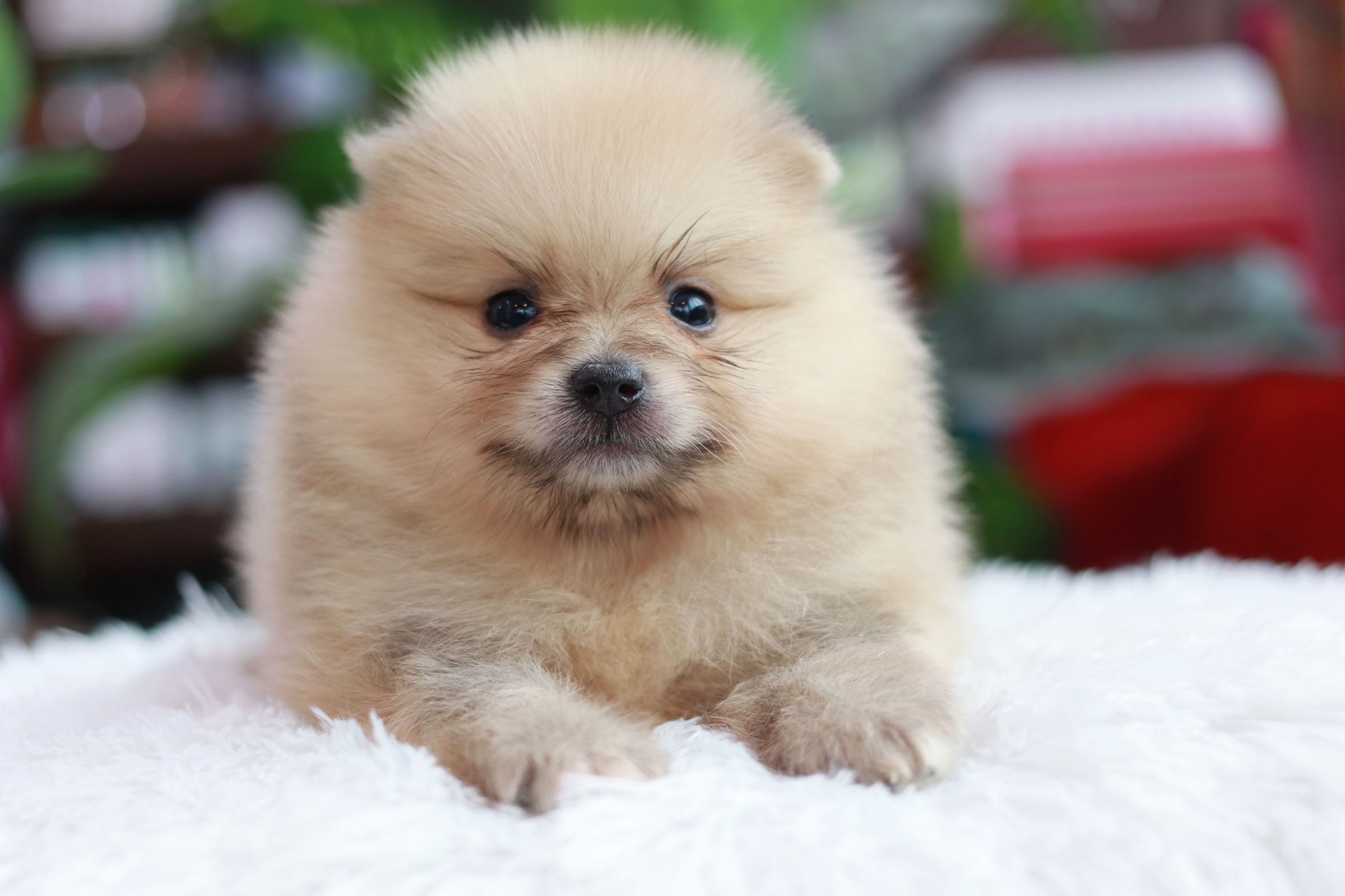 ปอมเมอเรเนียน เพศผู้ หน้าฟ็อก