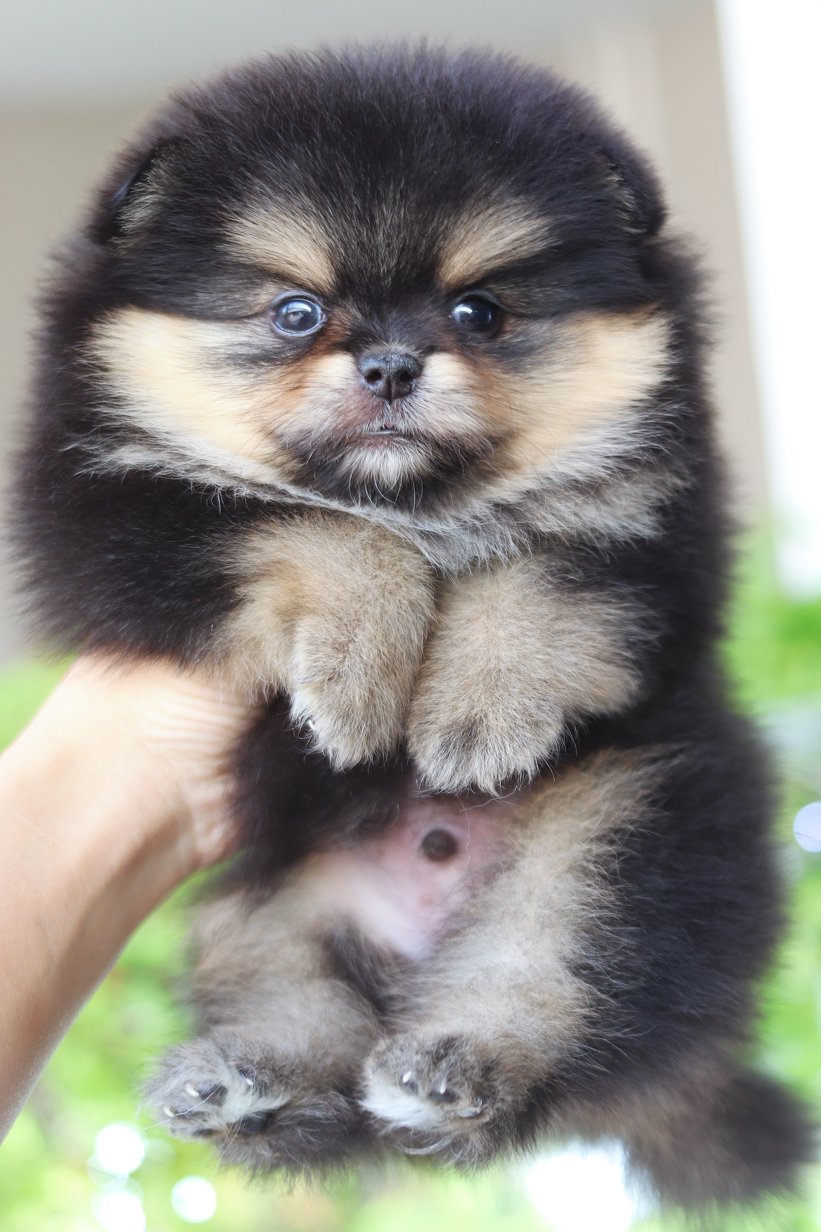 ปอมเมอเรเนียน เพศผู้ สีแบล็คแทน เกรดโชว์