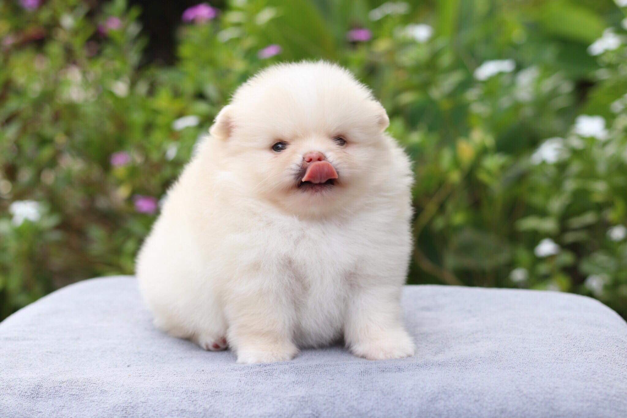 ปอมเมอเรเนียน เพศผู้