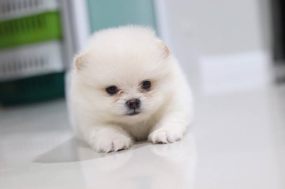 ปอมเมอเรเนียน เพศผู้