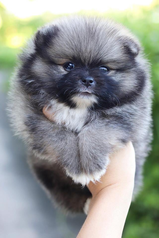 ปอมเมอเรเนียน เพศเมีย