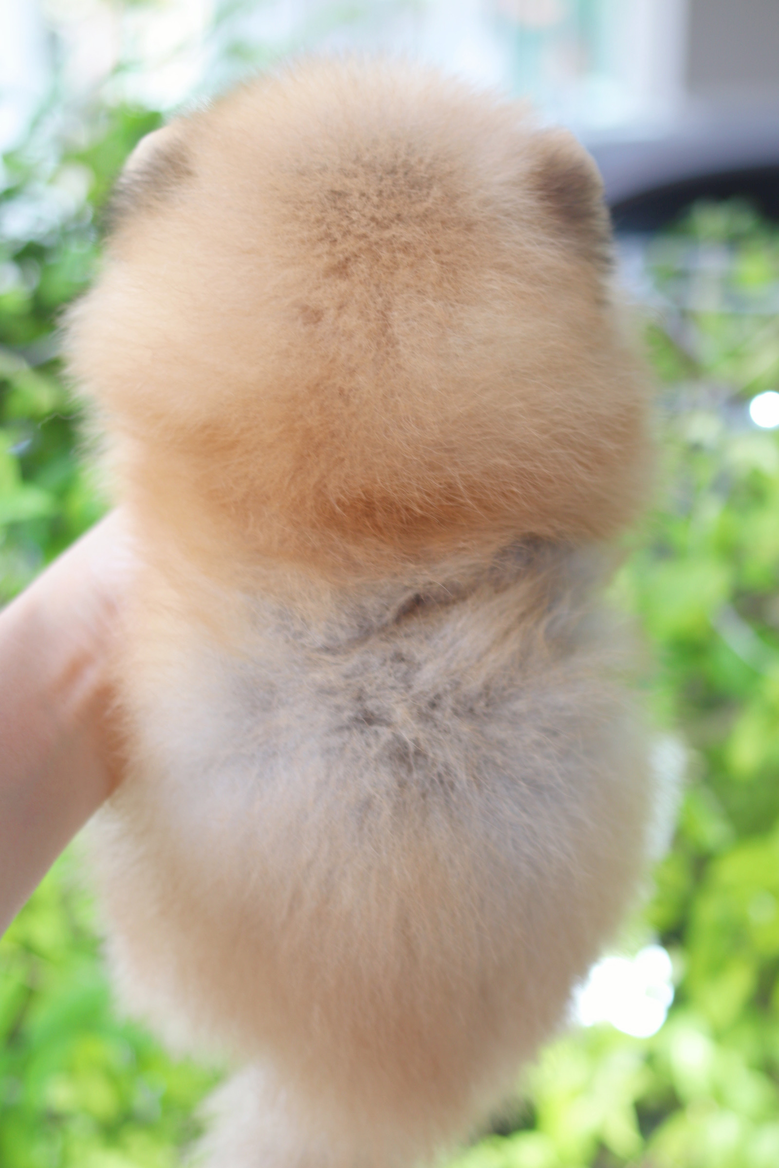 ปอมเมอเรเนียน เพศเมียสีส้ม