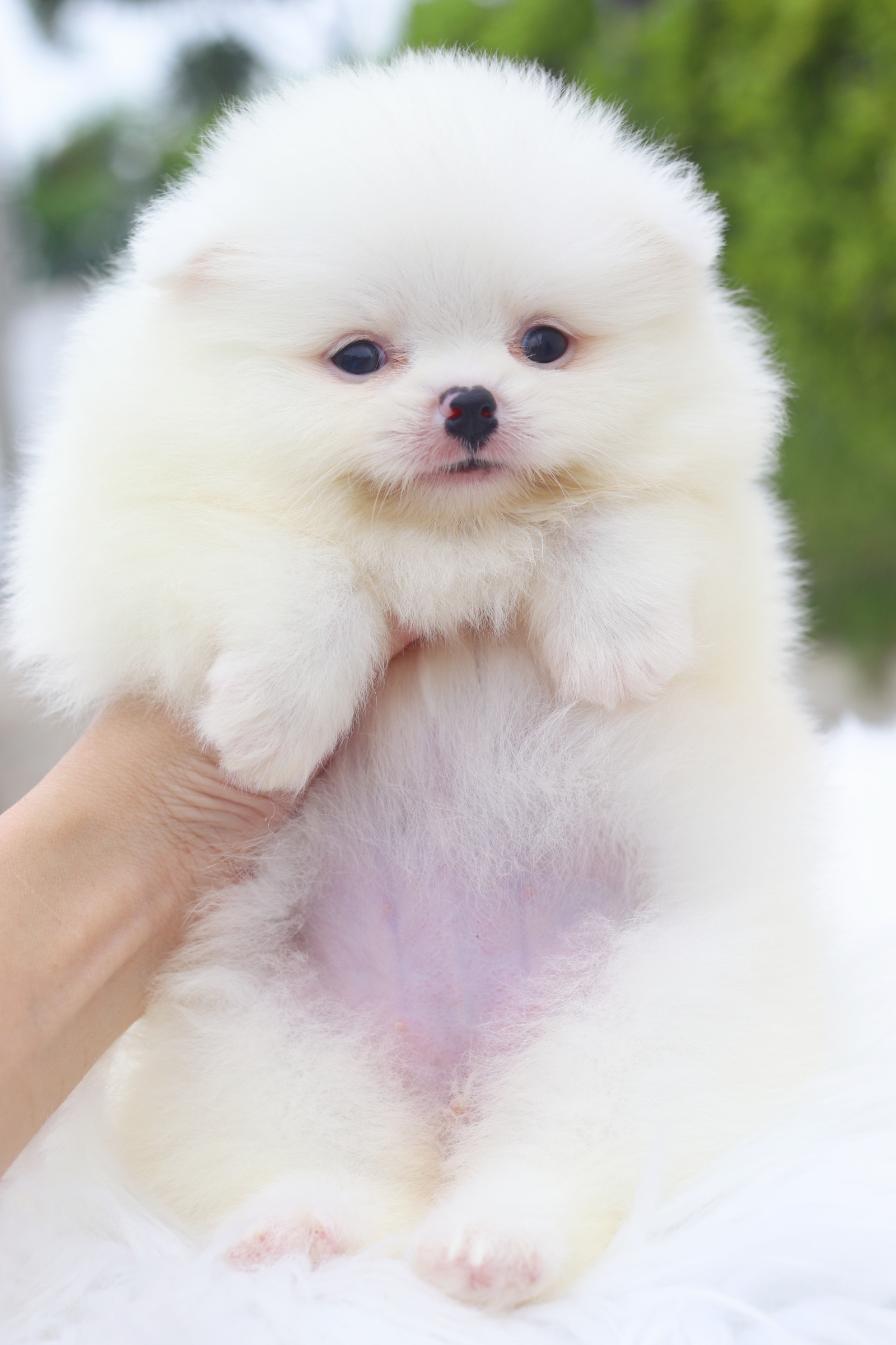 ปอมเมอเรเนียน เพศเมียสีขาว