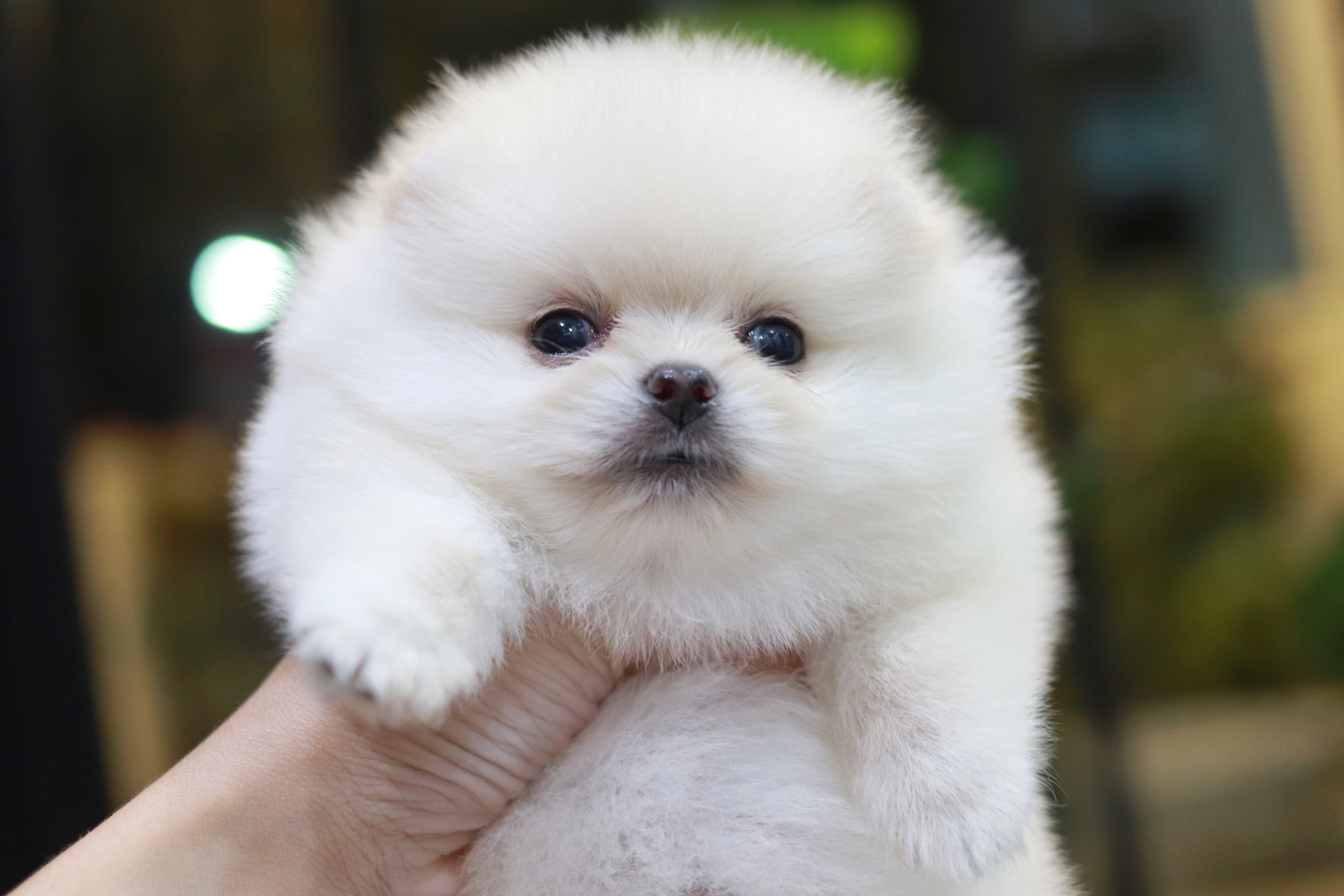 ปอมเมอเรเนียน เพศเมีย สีขาวครีม ไซส์เล็ก