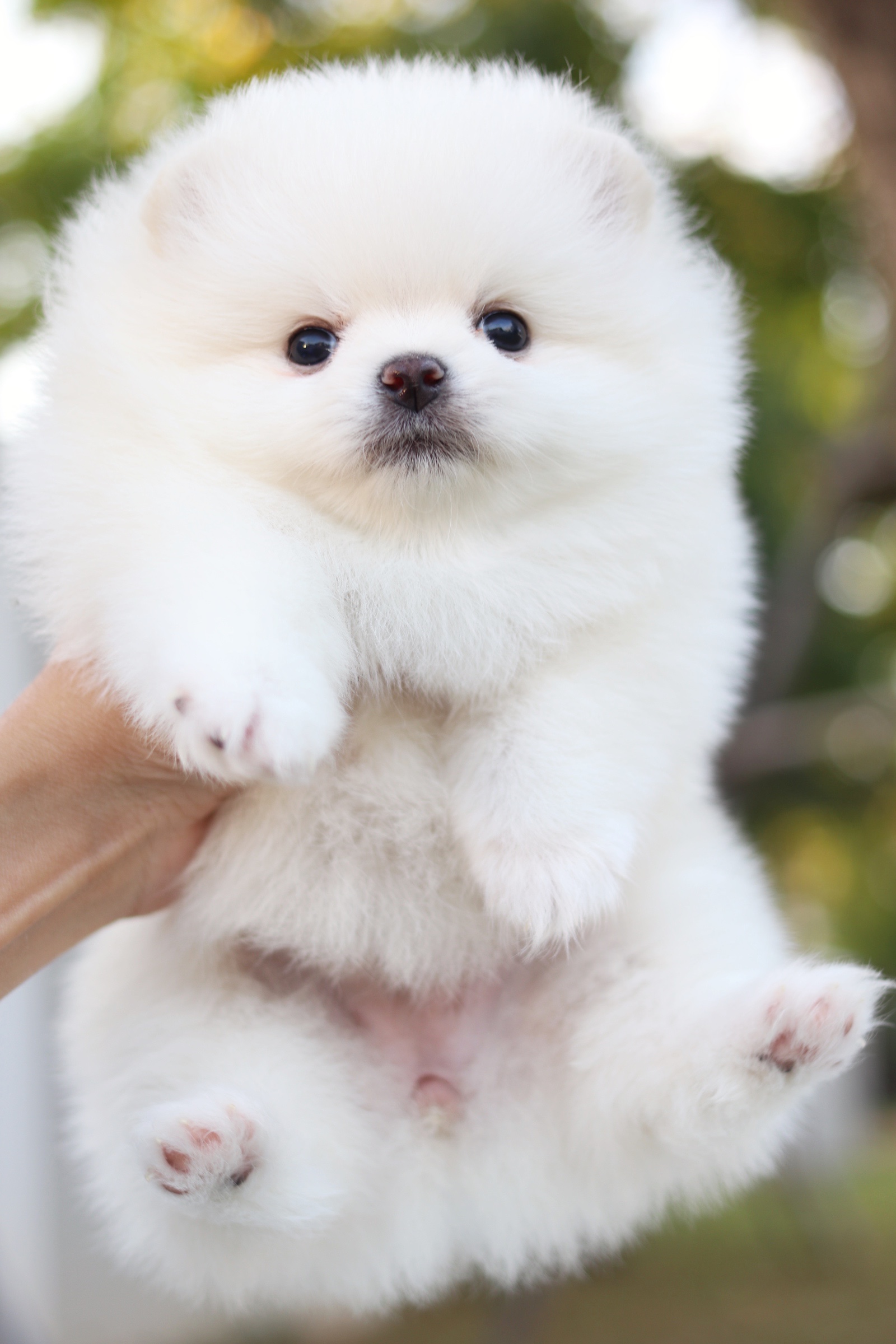 ปอมเมอเรเนียน เพศเมียขาวครีม