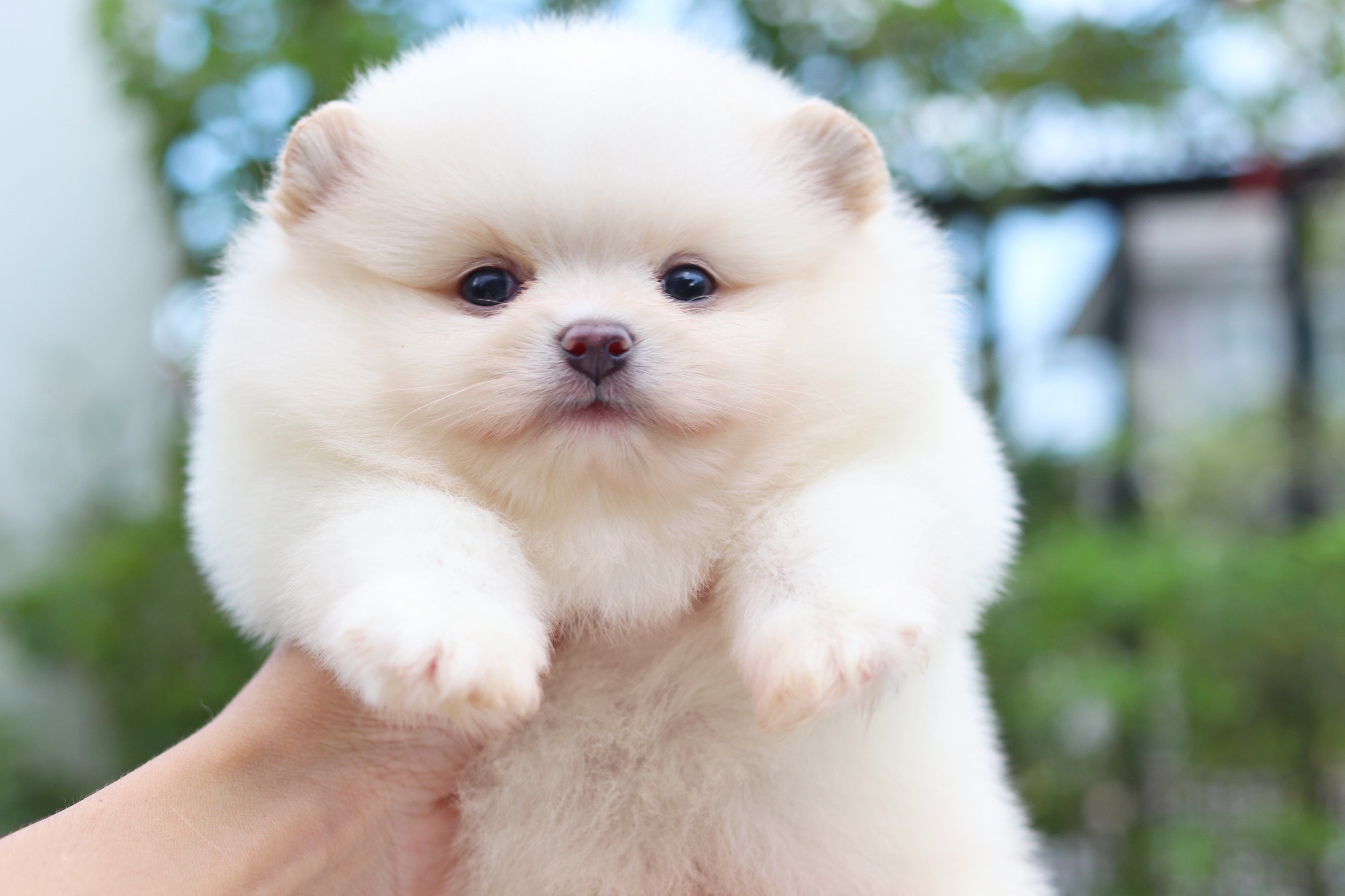 ปอมเมอเรเนียน เพศผู้ สีขาวครีม