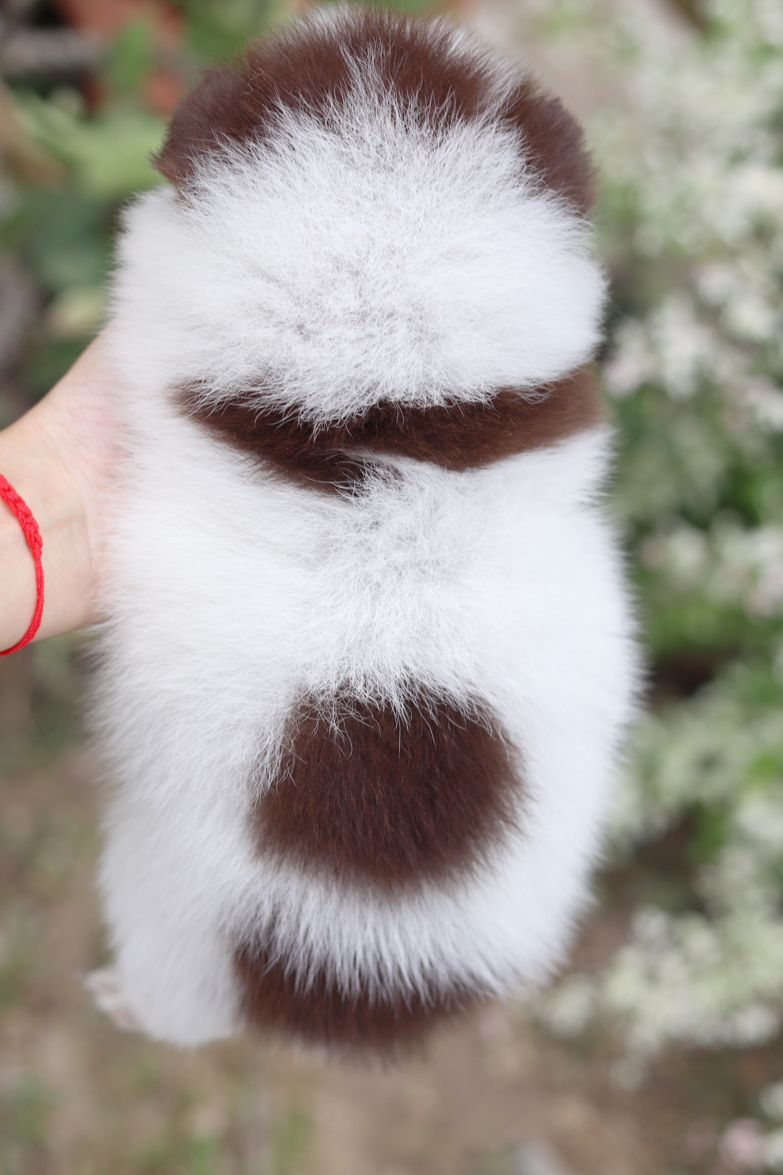 ปอมเมอเรเนียน เพศผู้ ปาร์ตี้ช็อคแทน