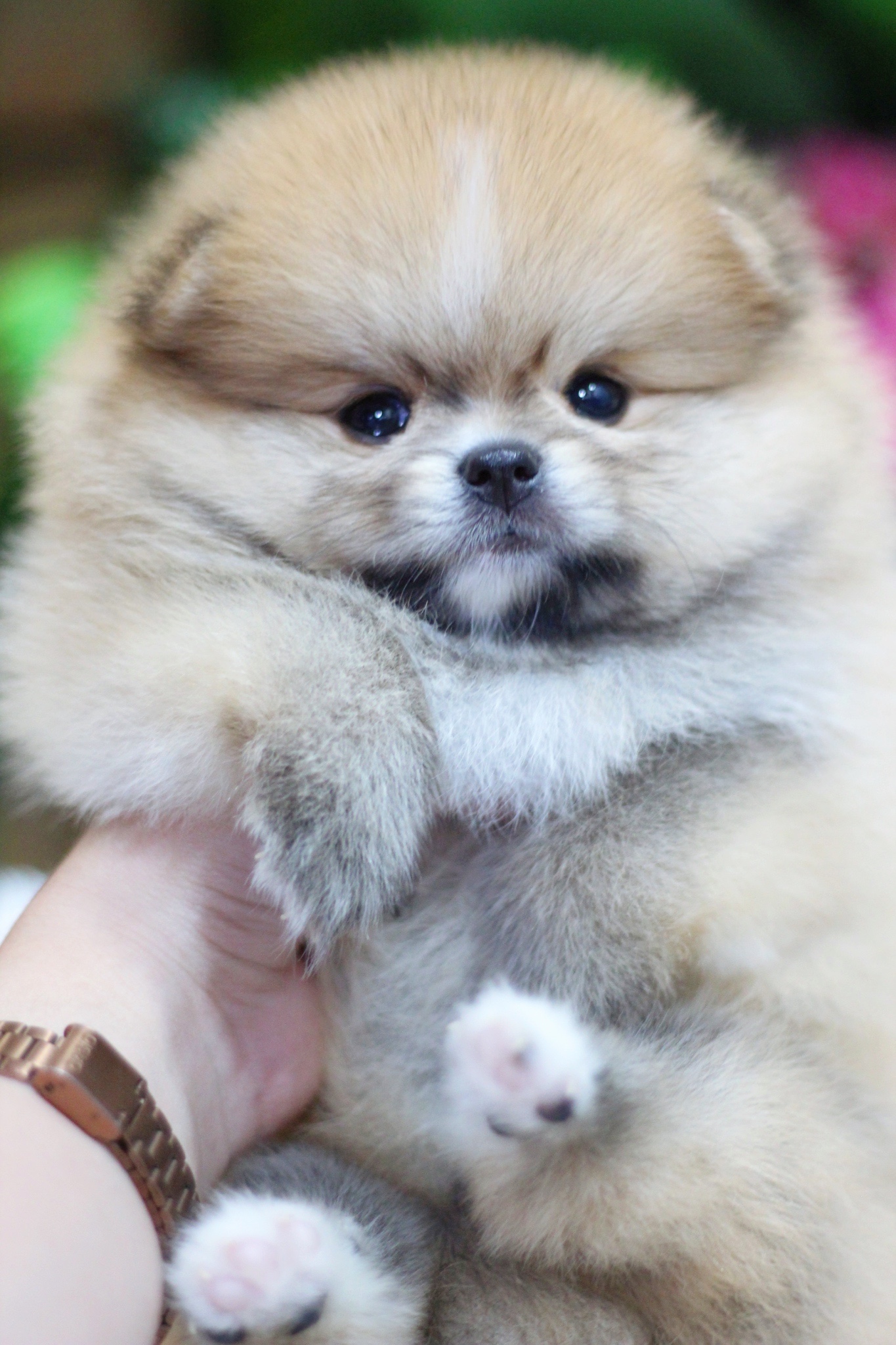 ปอมเมอเรเนียน เพศผู้ สีส้มเกรดโชว์