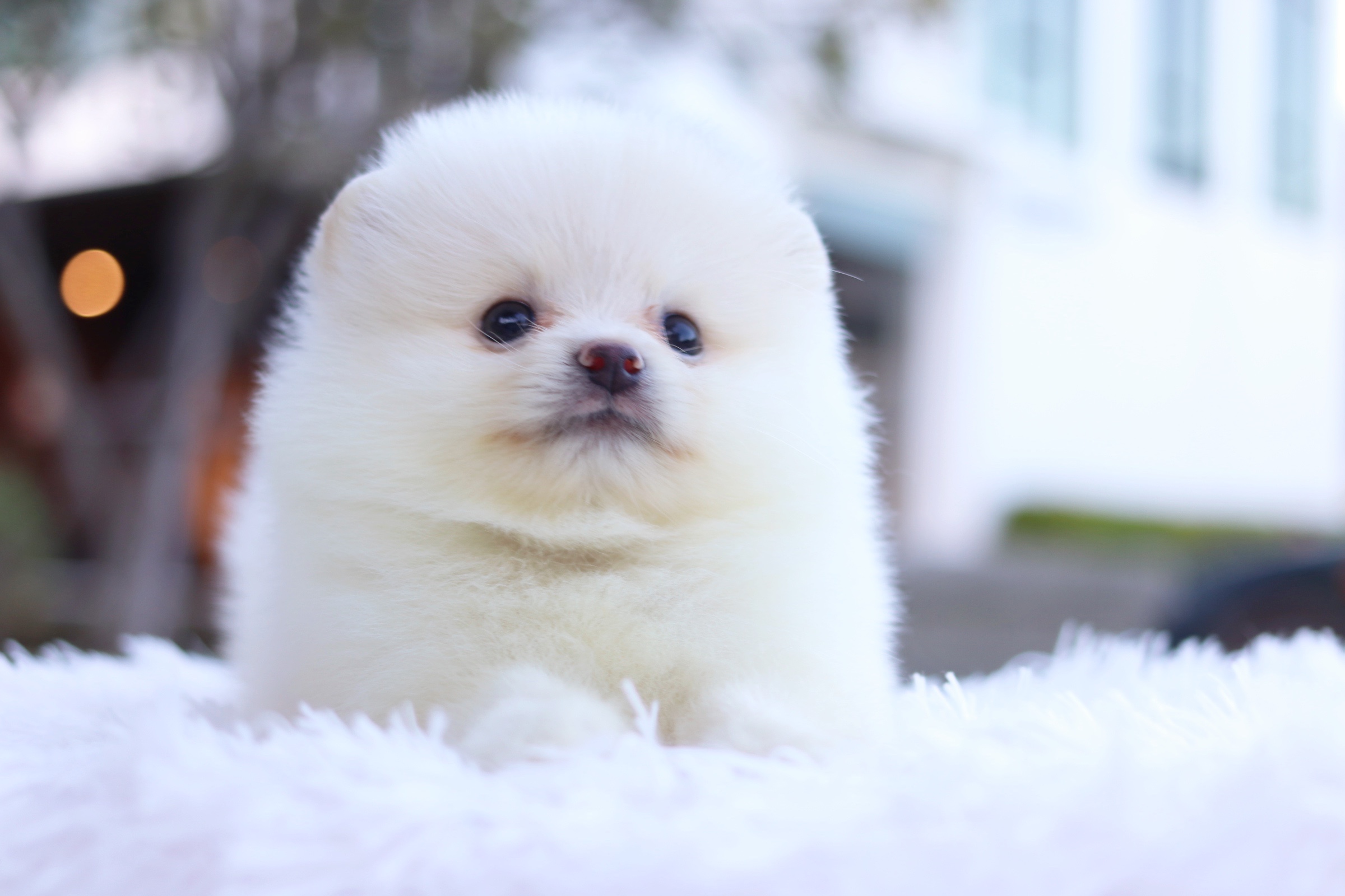 ปอมเมอเรเนียน เพศผู้ สีขาวครีม