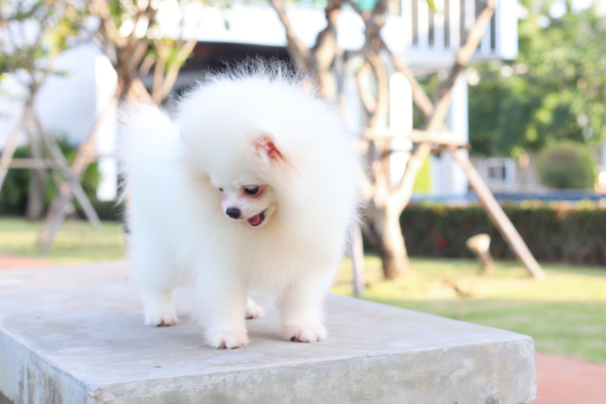 ปอมเมอเรเนียน เพศผู้ สีขาวครีม