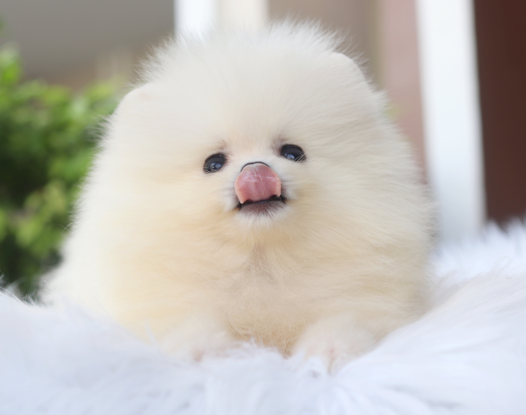 ปอมเมอเรเนียน เพศผู้สีครีม