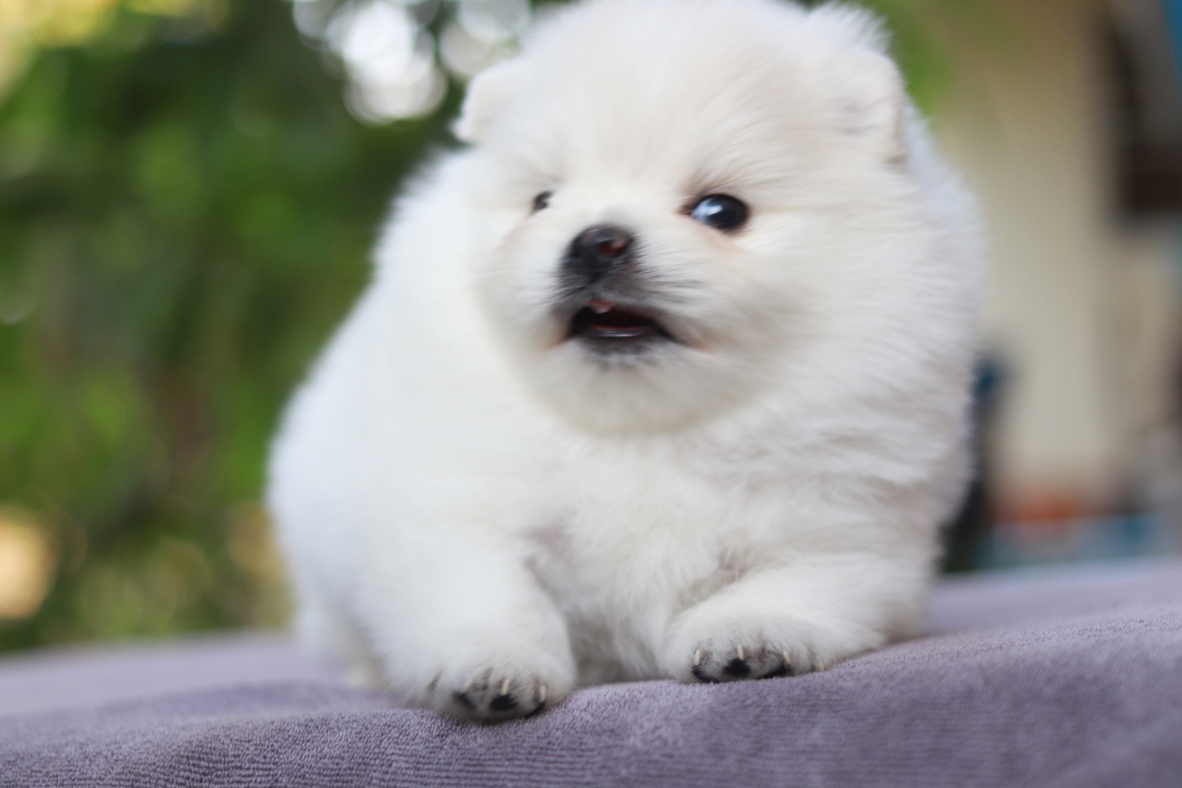 ปอมเมอเรเนียน เพศผู้ขาว