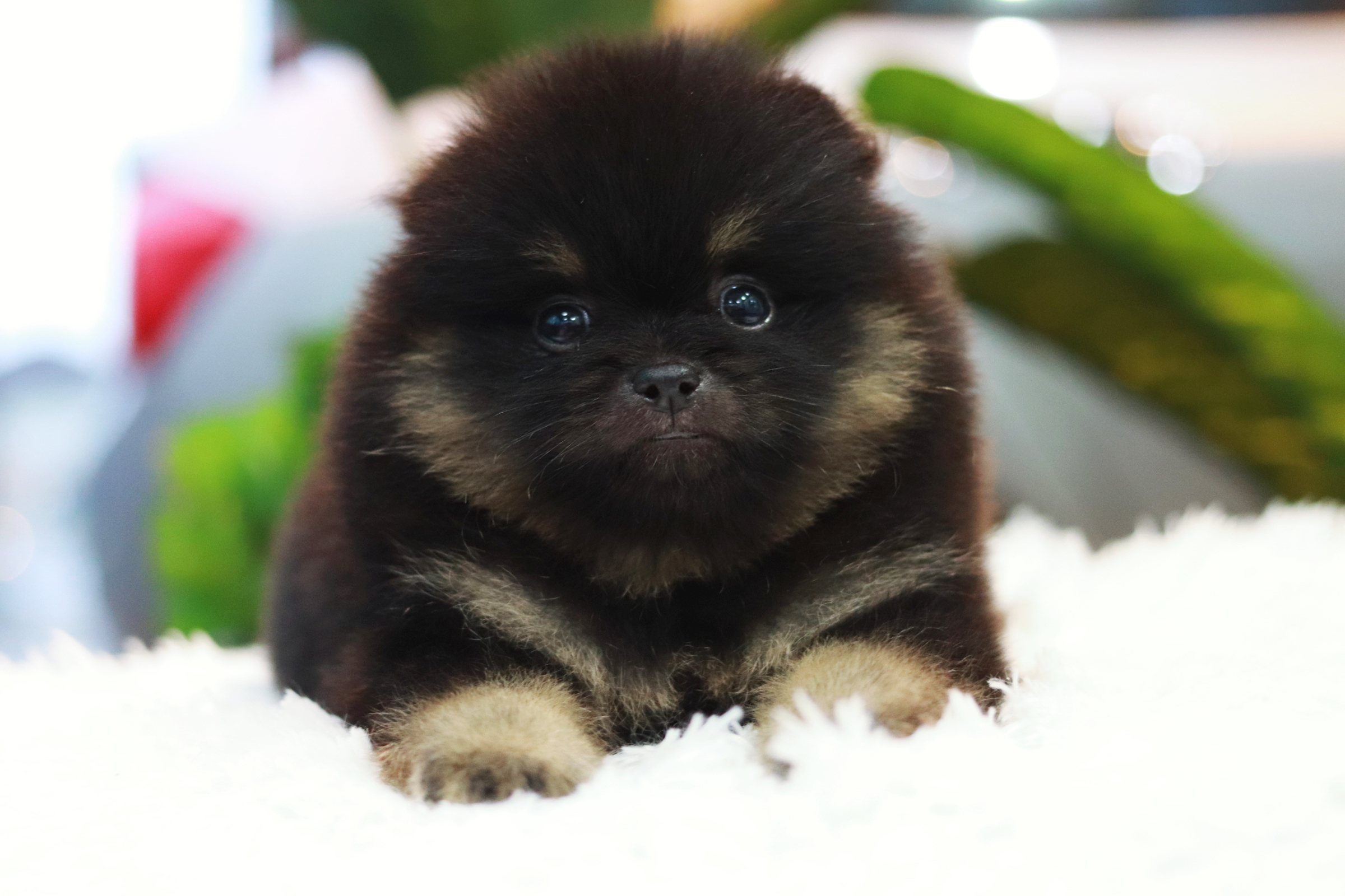 ปอมเมอเรเนียน เพศผู้ แบล็คแทน