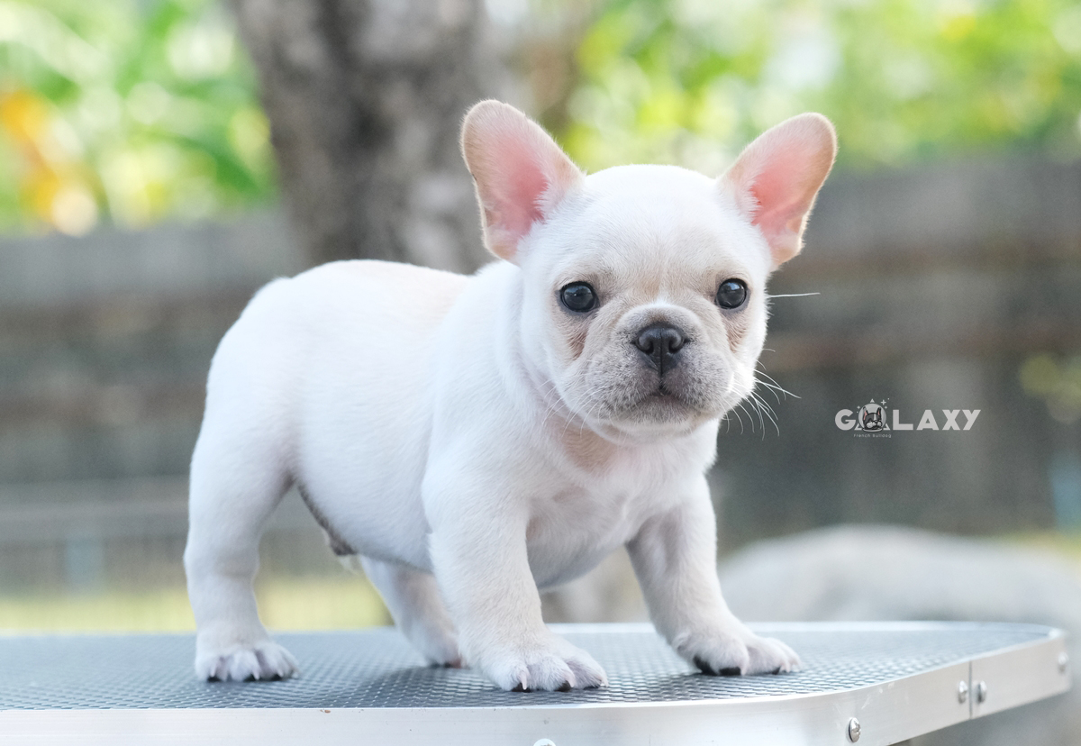 เพศผู้ สีครีม ตัวสั้น ขาสั้น หน้าสวยหุ่นเตี้ยตัน สเป๊กแบบนี้ไม่ได้มีบ่อยๆ ,โตมาสวยแน่นอน , ได้รับการฉีดวัคซีนรวมป้องกัน5โรค ,สุนัขร่างกายสมบูรณ์แข็งแรง สุขภาพจิตดีทุกตัว 092-9918888