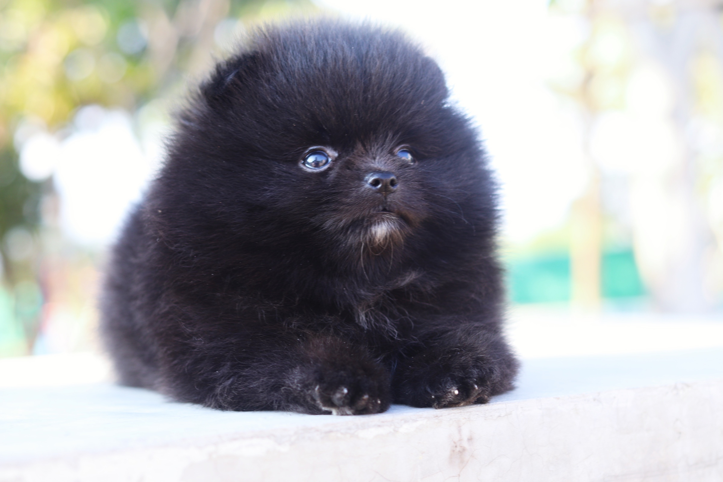 ปอมเมอเรเนียน เพศผู้ สีดำ