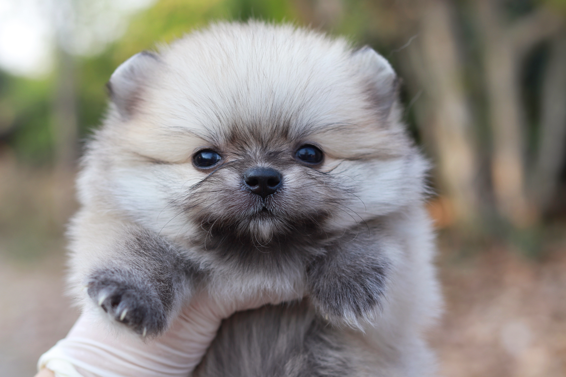 ปอมเมอเรเนียน เพศเมีย สีส้ม