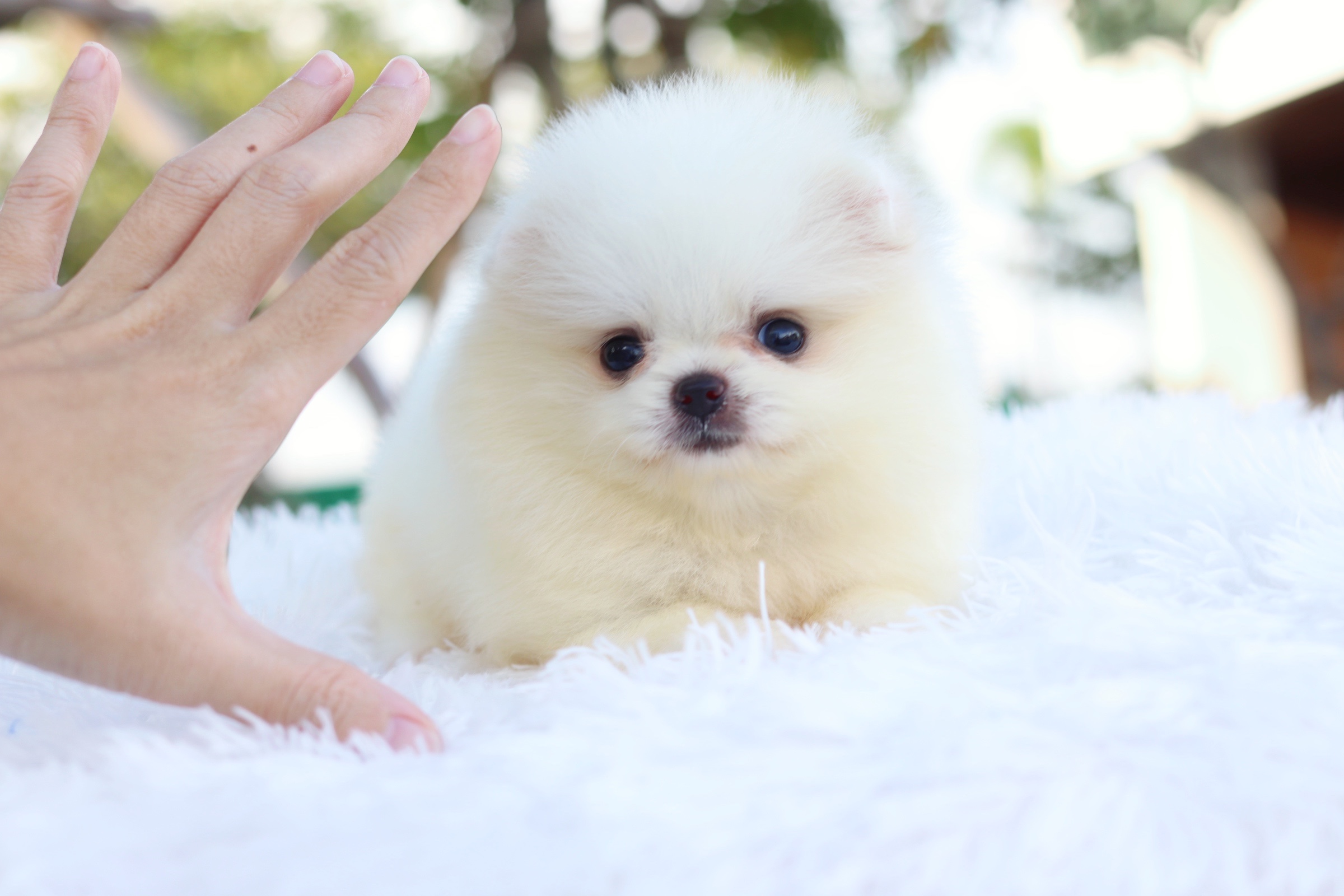 ปอมเมอเรเนียน เพศผู้ สีขาวครีมไซส์เล็ก