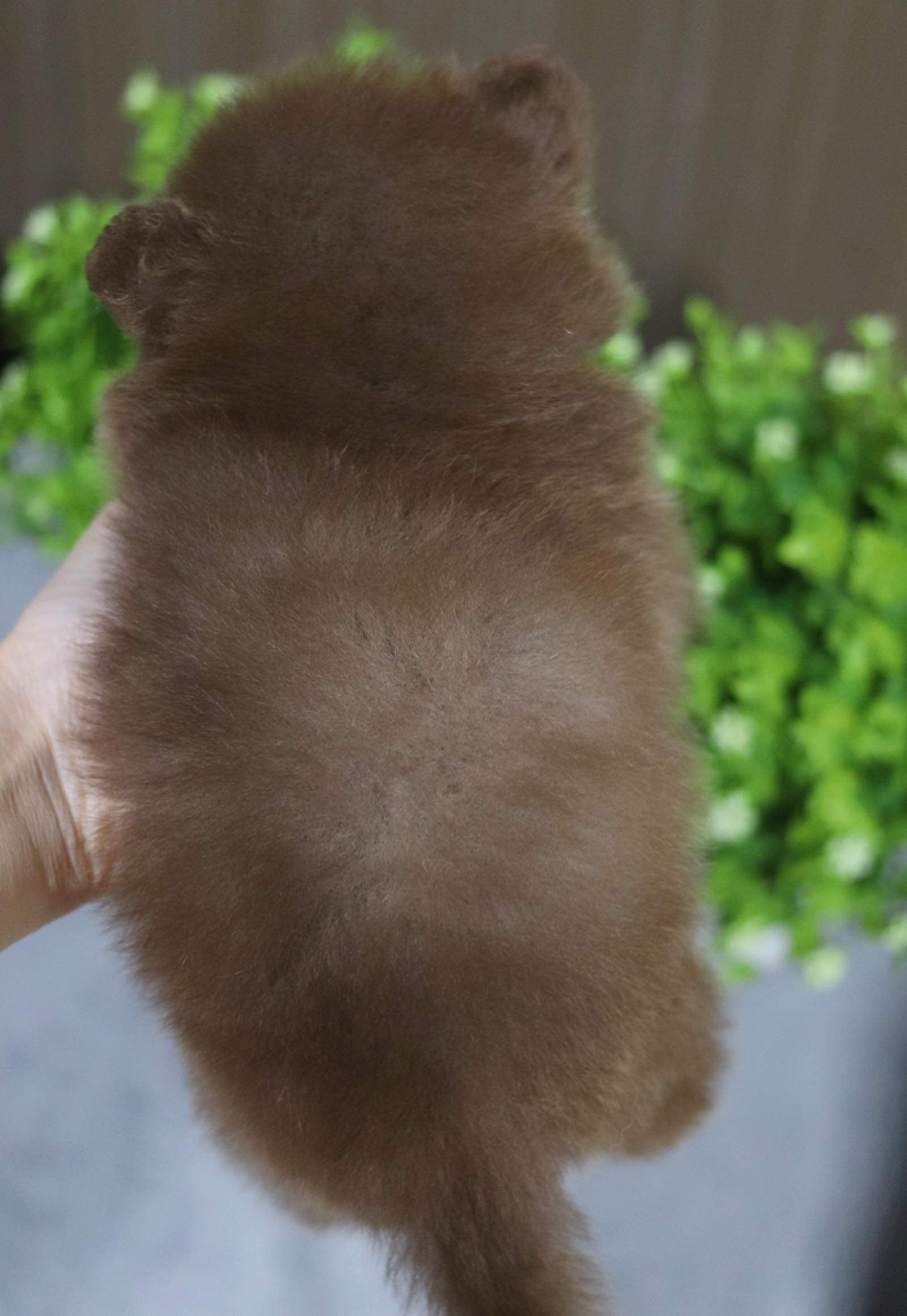 ปอมเมอเรเนียน เพศผู้