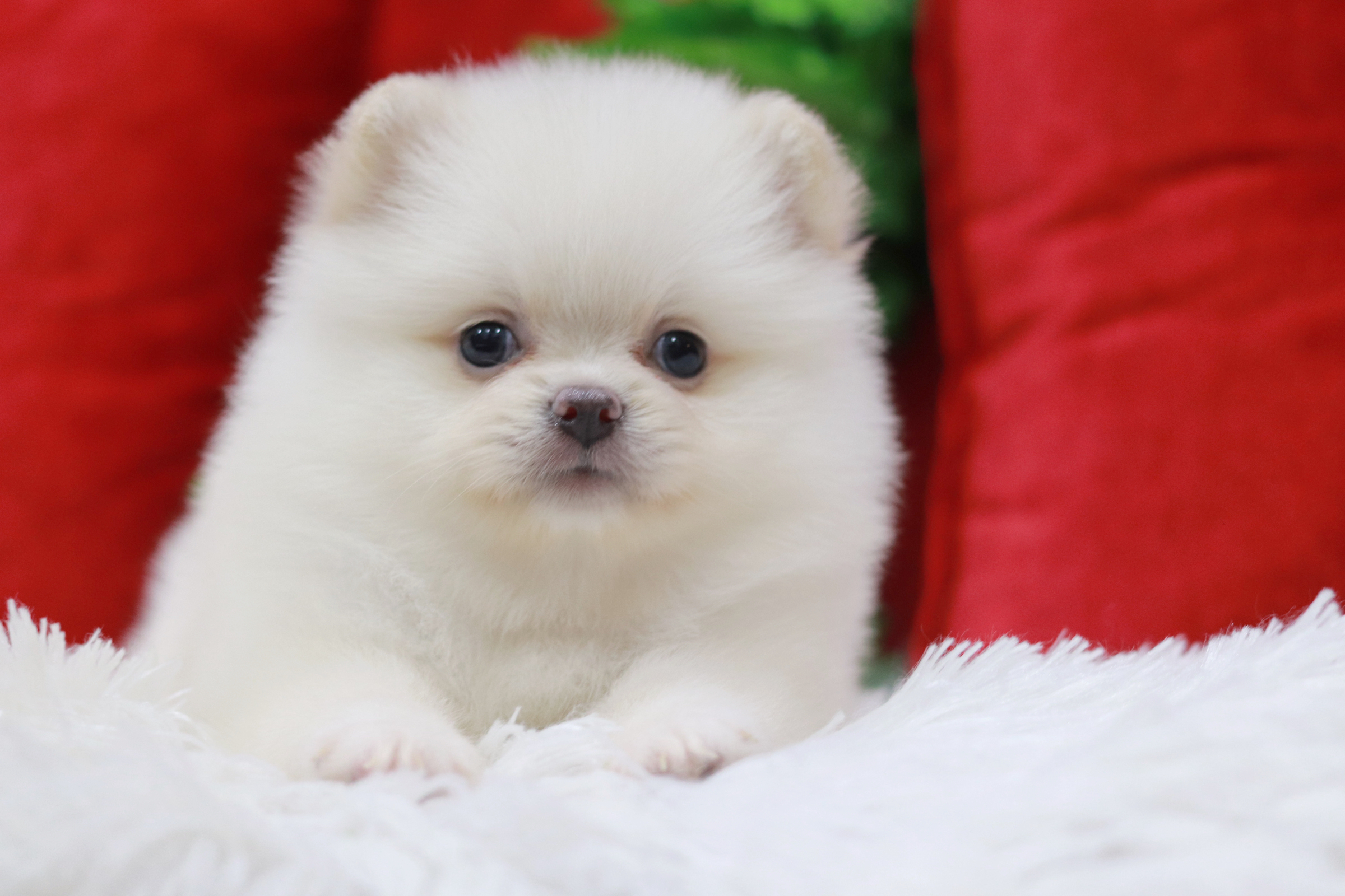 ปอมเมอเรเนียน เพศเมียขาวครีม