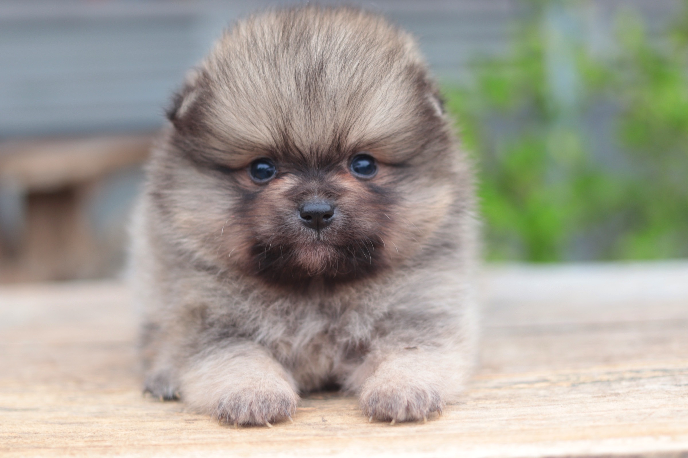 ปอมเมอเรเนียน เพศผู้ สีส้ม