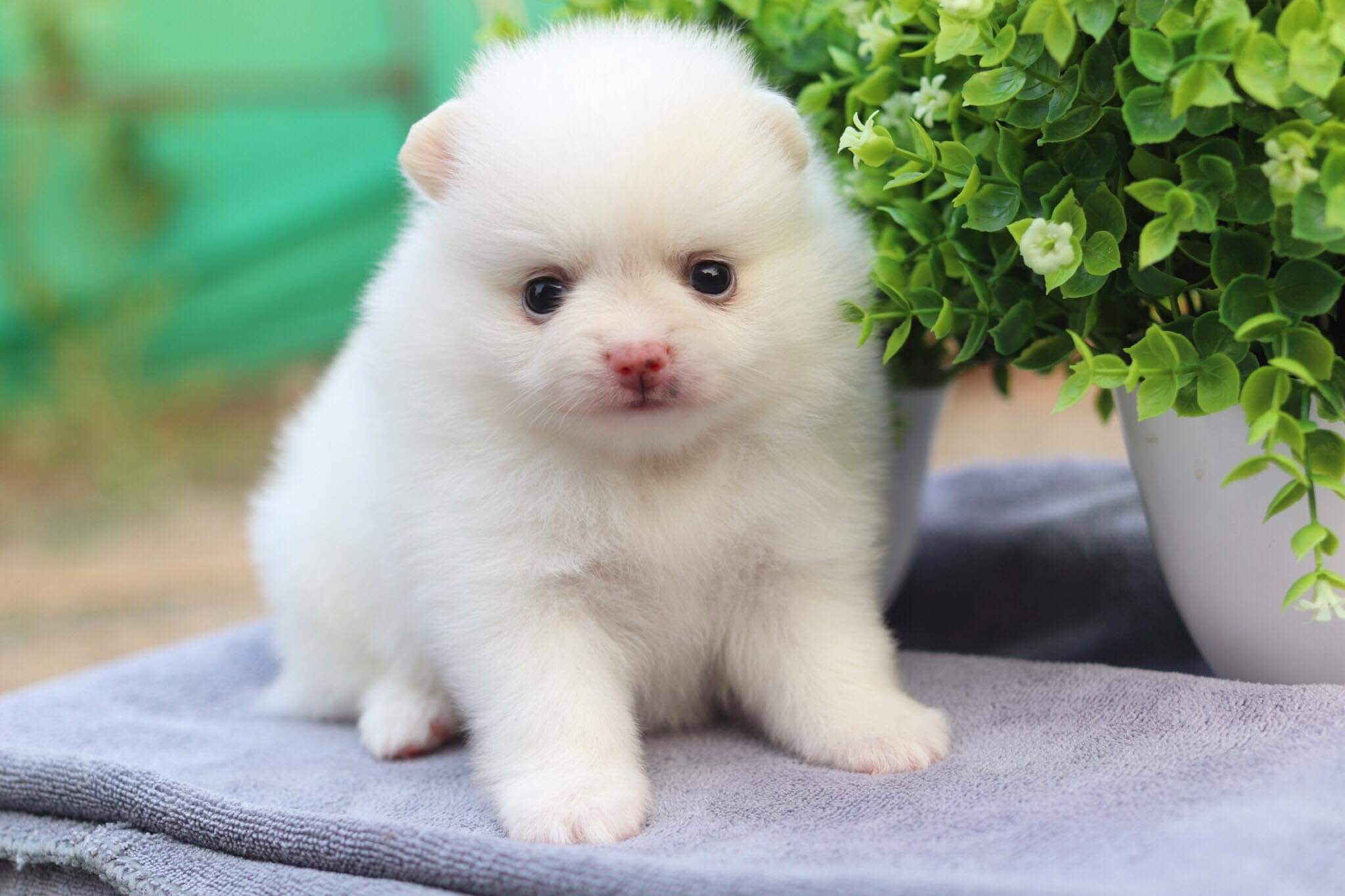 ปอมเมอเรเนียน เพศเมีย