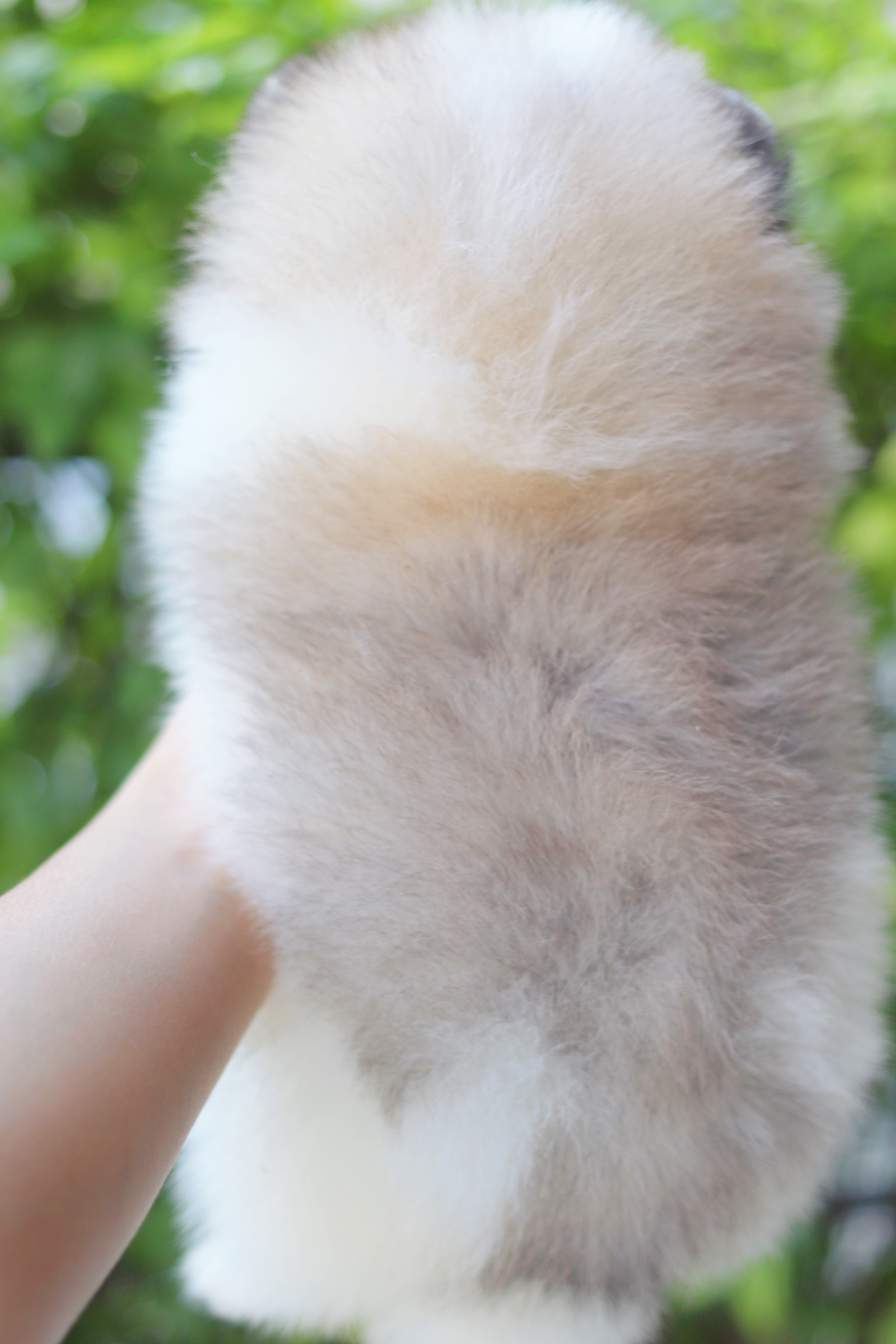 ปอมเมอเรเนียน เพศผู้ สีแฟนซี