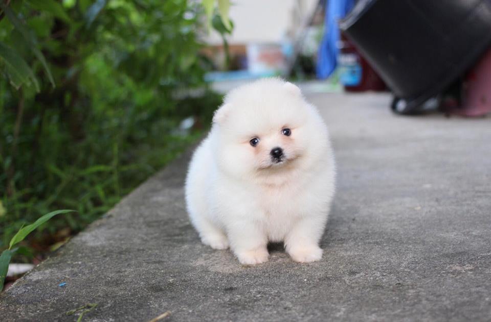 ปอมเมอเรเนียน เพศผู้หน้าหมี