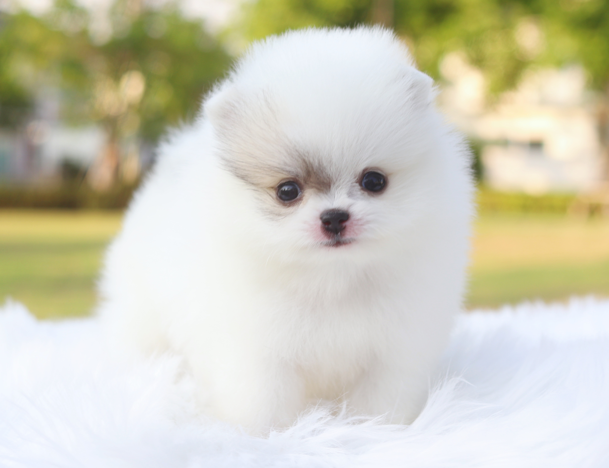 ปอมเมอเรเนียน เพศเมียสีแฟนซี