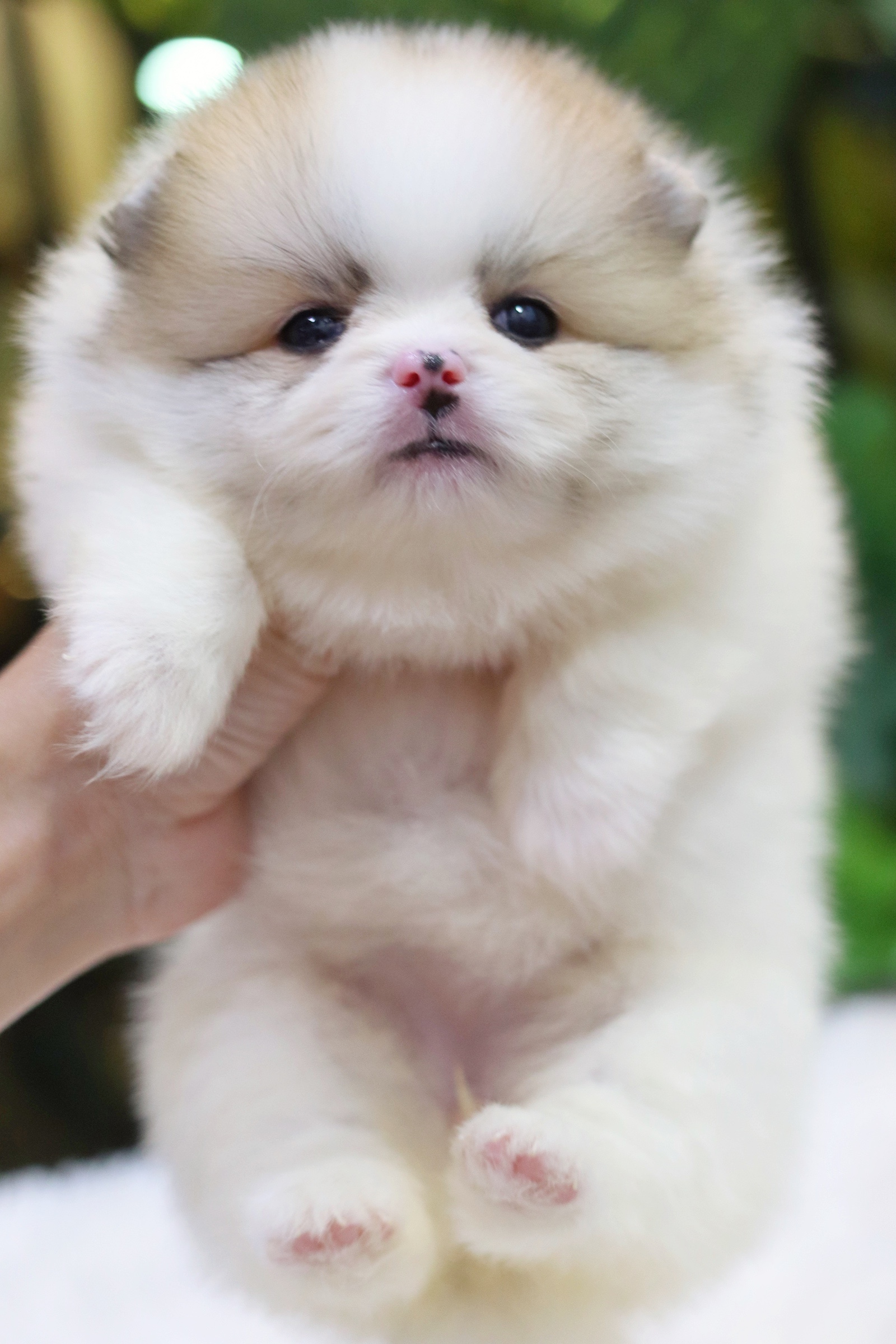 ปอมเมอเรเนียน เพศเมีย สีแฟนซี