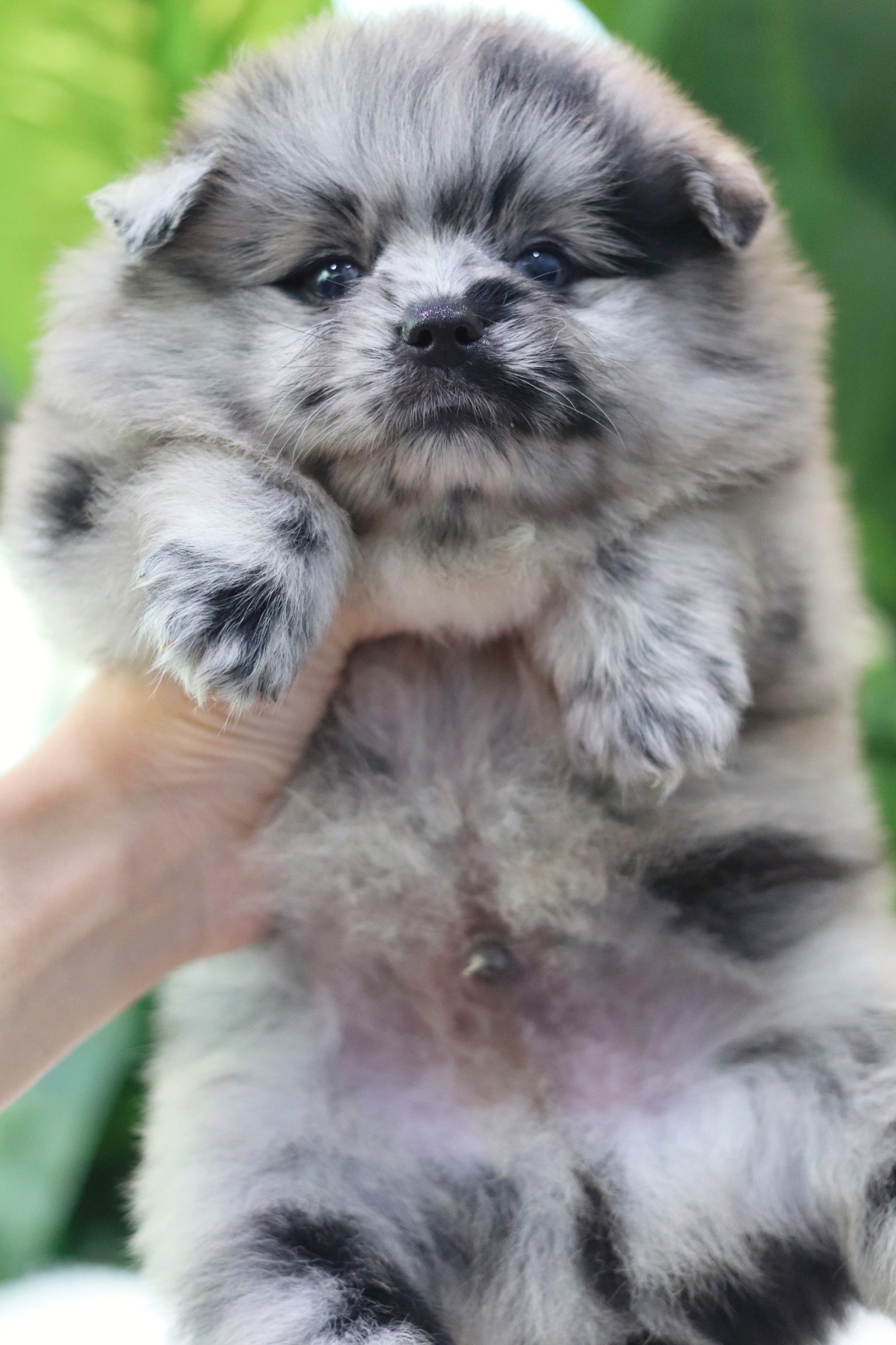 ปอมเมอเรเนียน เพศผู้สีเมอร์เร่ หน้าฟ็อก