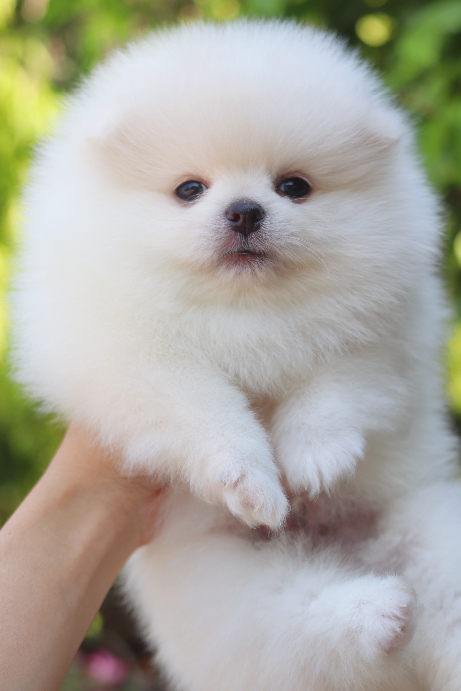 ปอมเมอเรเนียน เพศผู้ สีขาวครีม