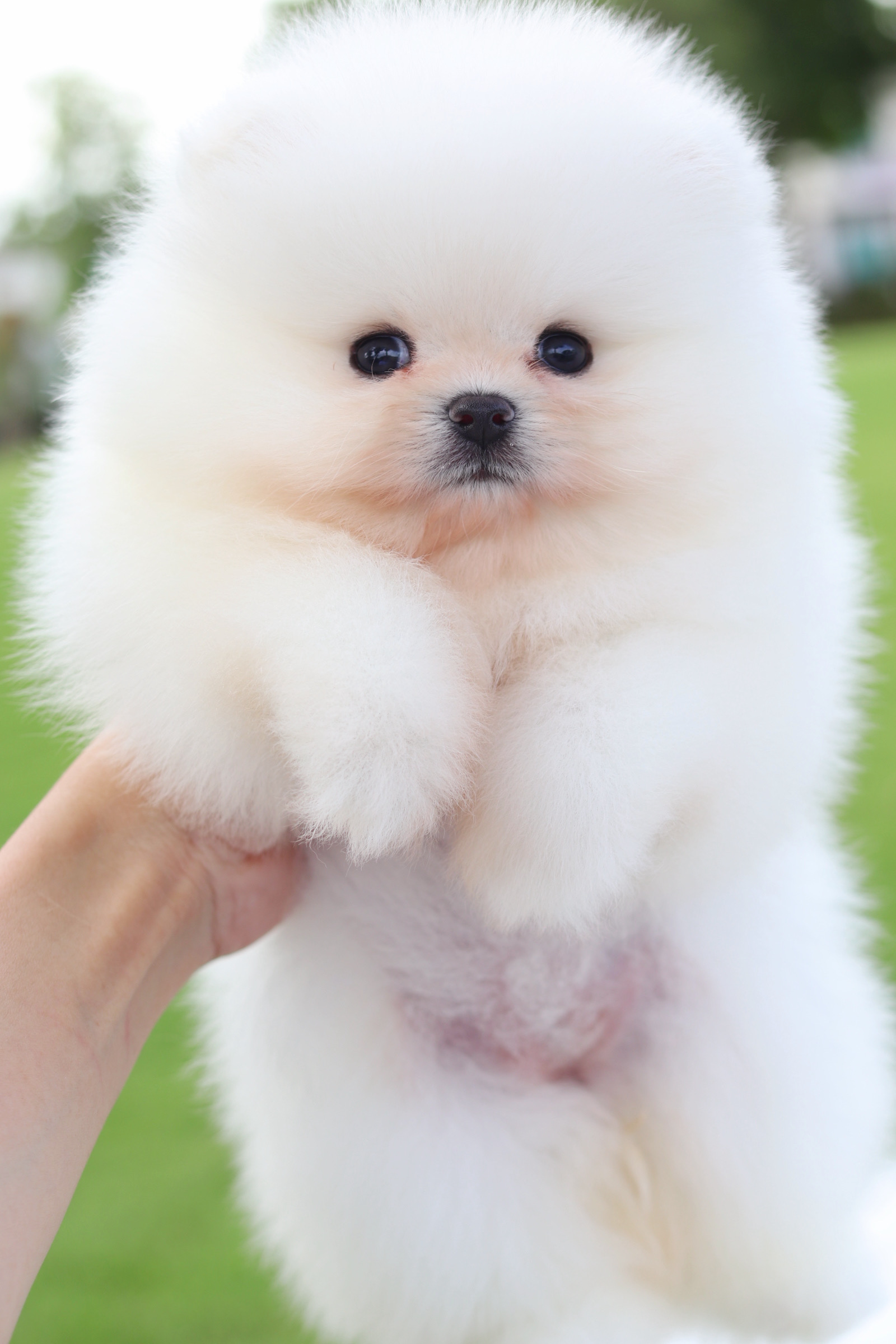 ปอมเมอเรเนียน เพศเมียสีขาวครีม เกรดโขว์