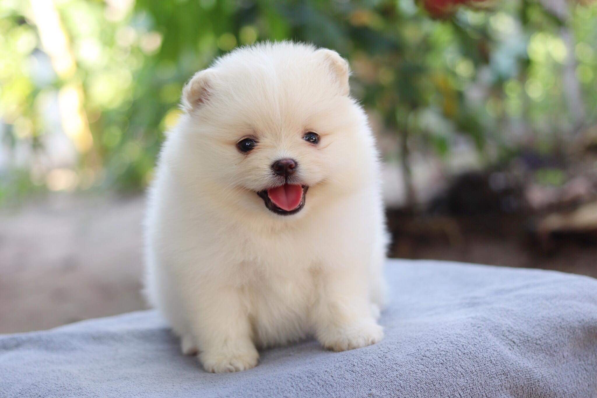 ปอมเมอเรเนียน เพศเมีย