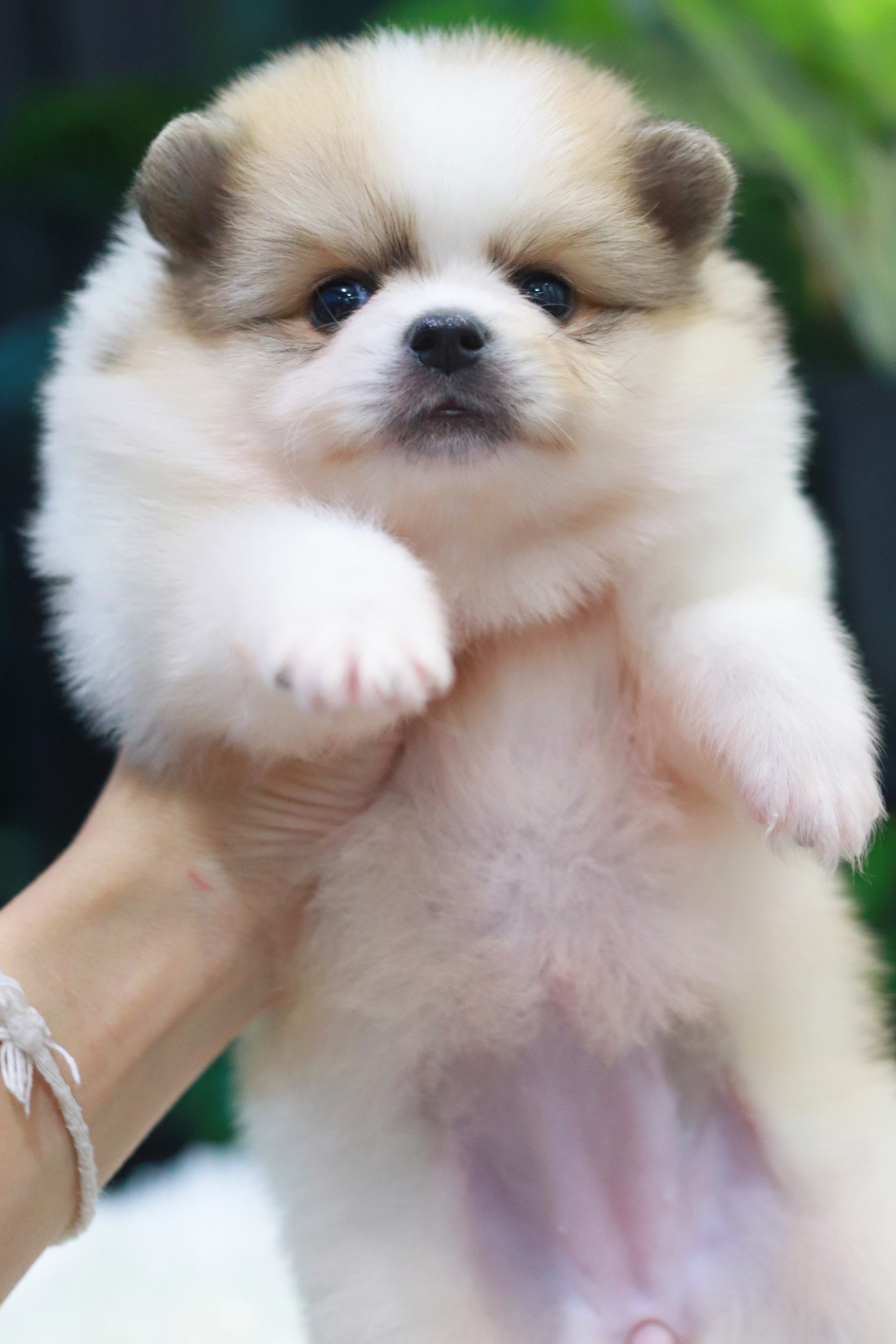 ปอมเมอเรเนียน เพศเมีย แฟนซี