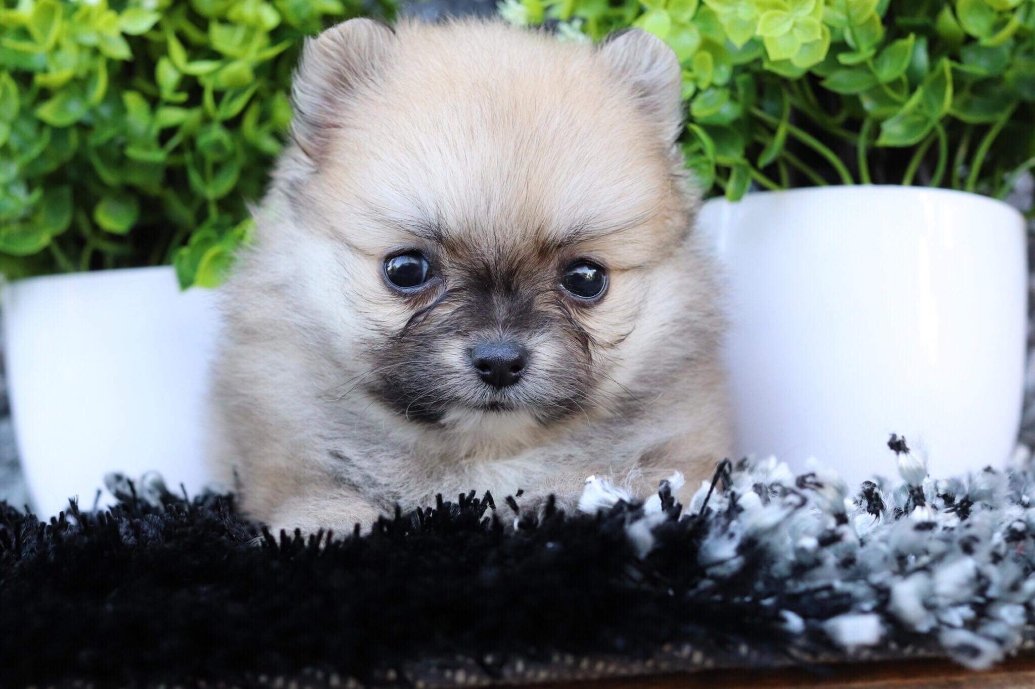 ปอมเมอเรเนียน เพศเมีย