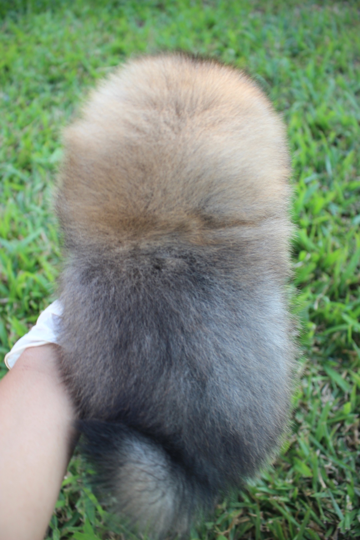 ปอมเมอเรเนียน เพศผู้ สีส้ม ขนแน่น