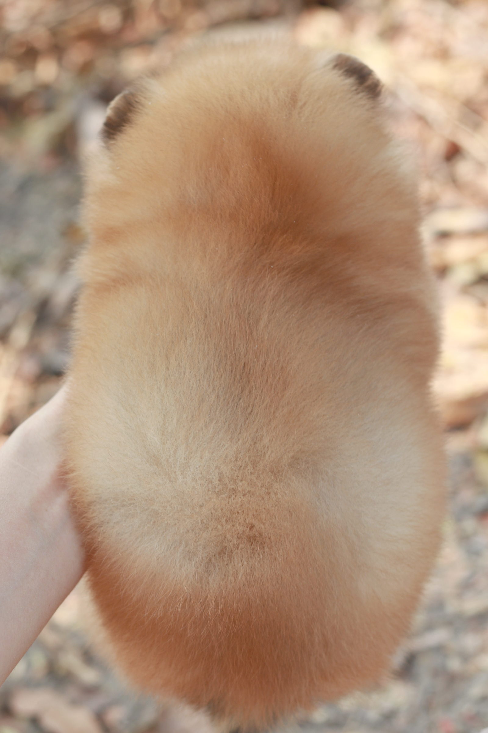 ปอมเมอเรเนียน เพศเมีย