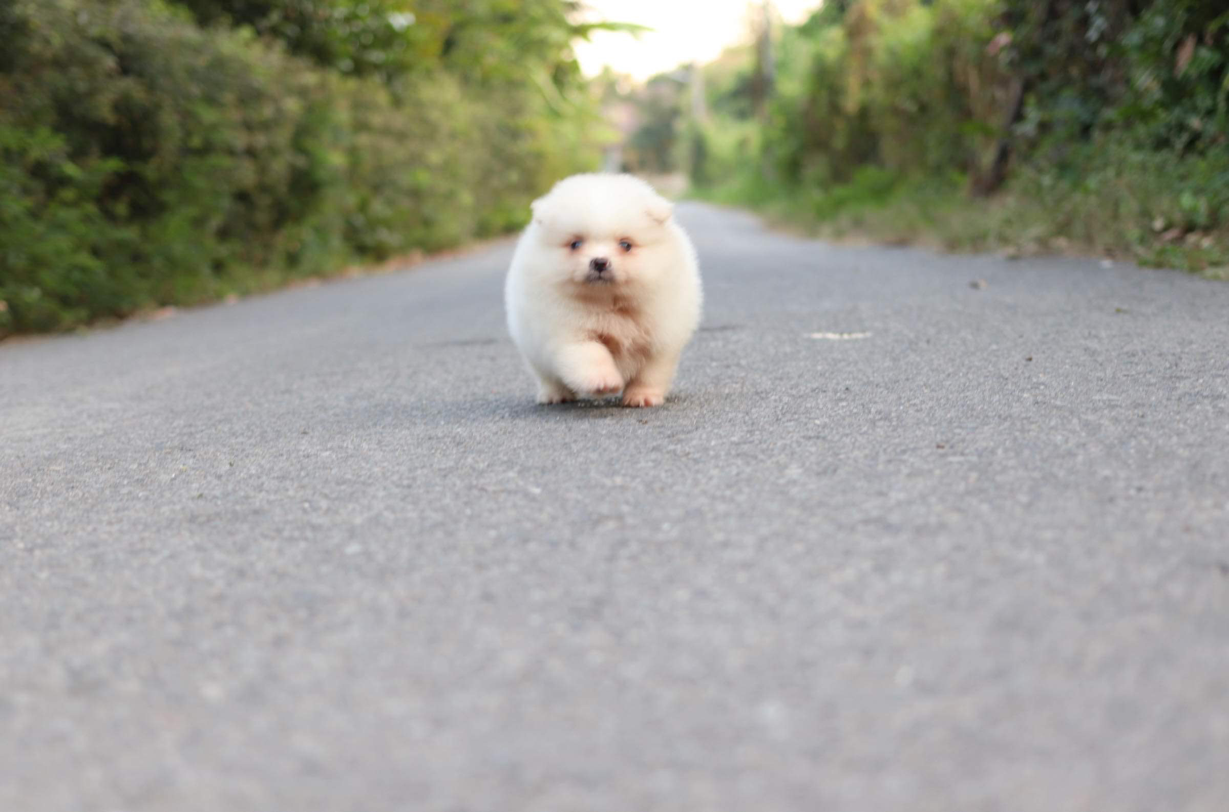 ปอมเมอเรเนียน เพศผู้