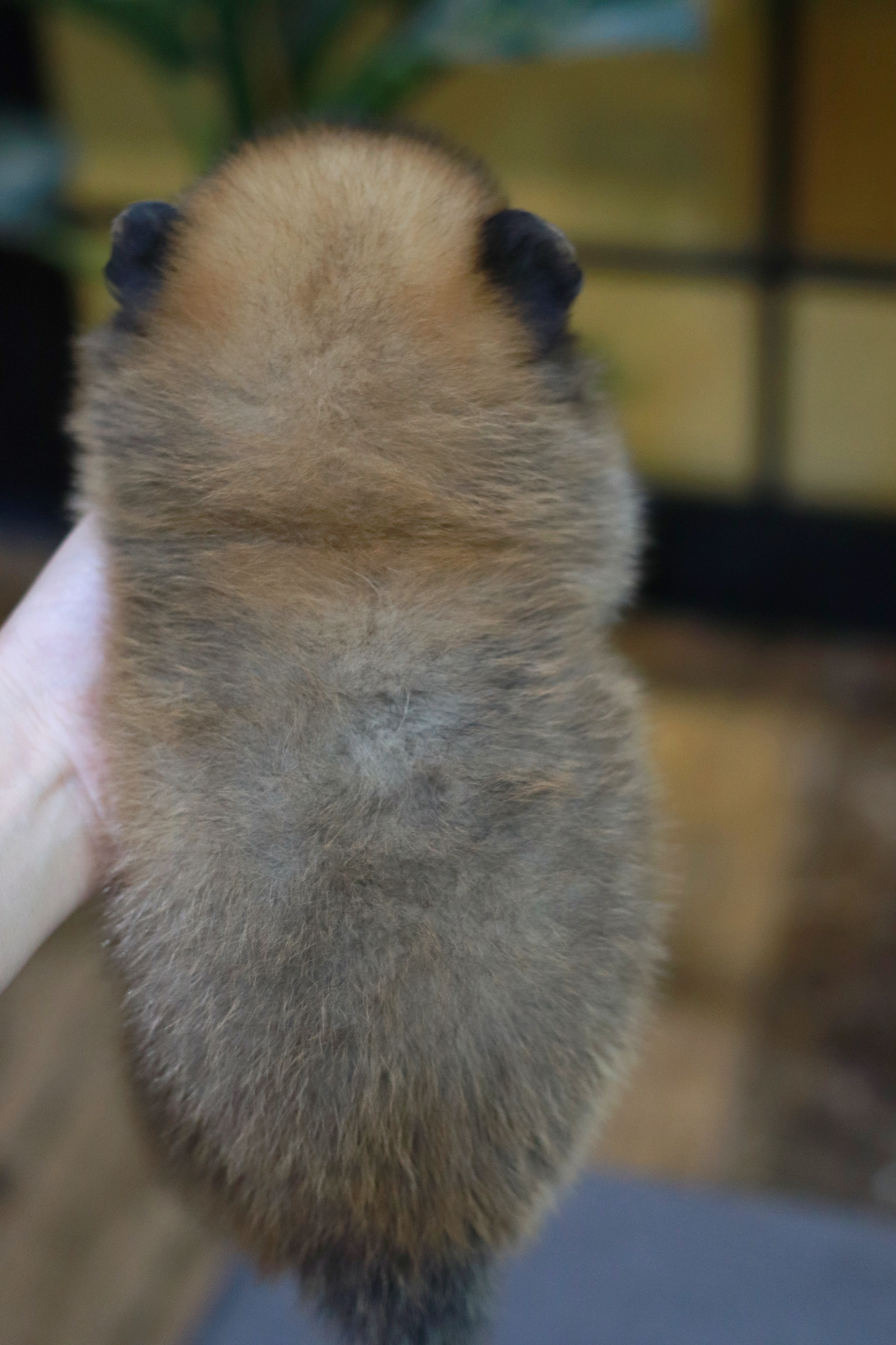 ปอมเมอเรเนียน เพศผู้