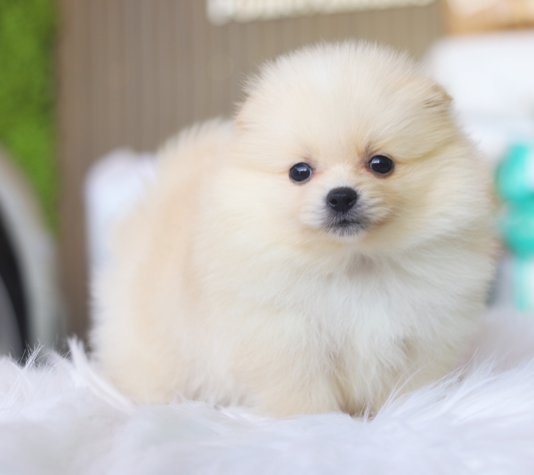 ปอมเมอเรเนียน เพศเมียสีครีม