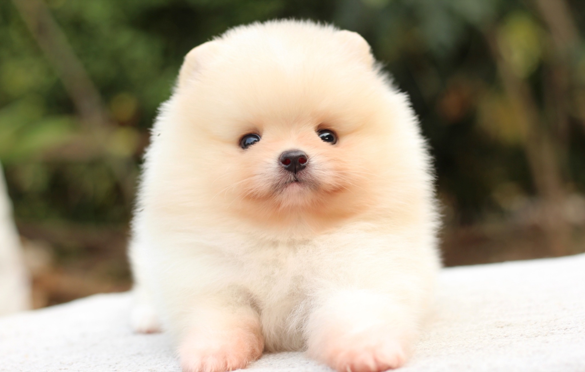 ปอมเมอเรเนียน เพศผู้สีครีม